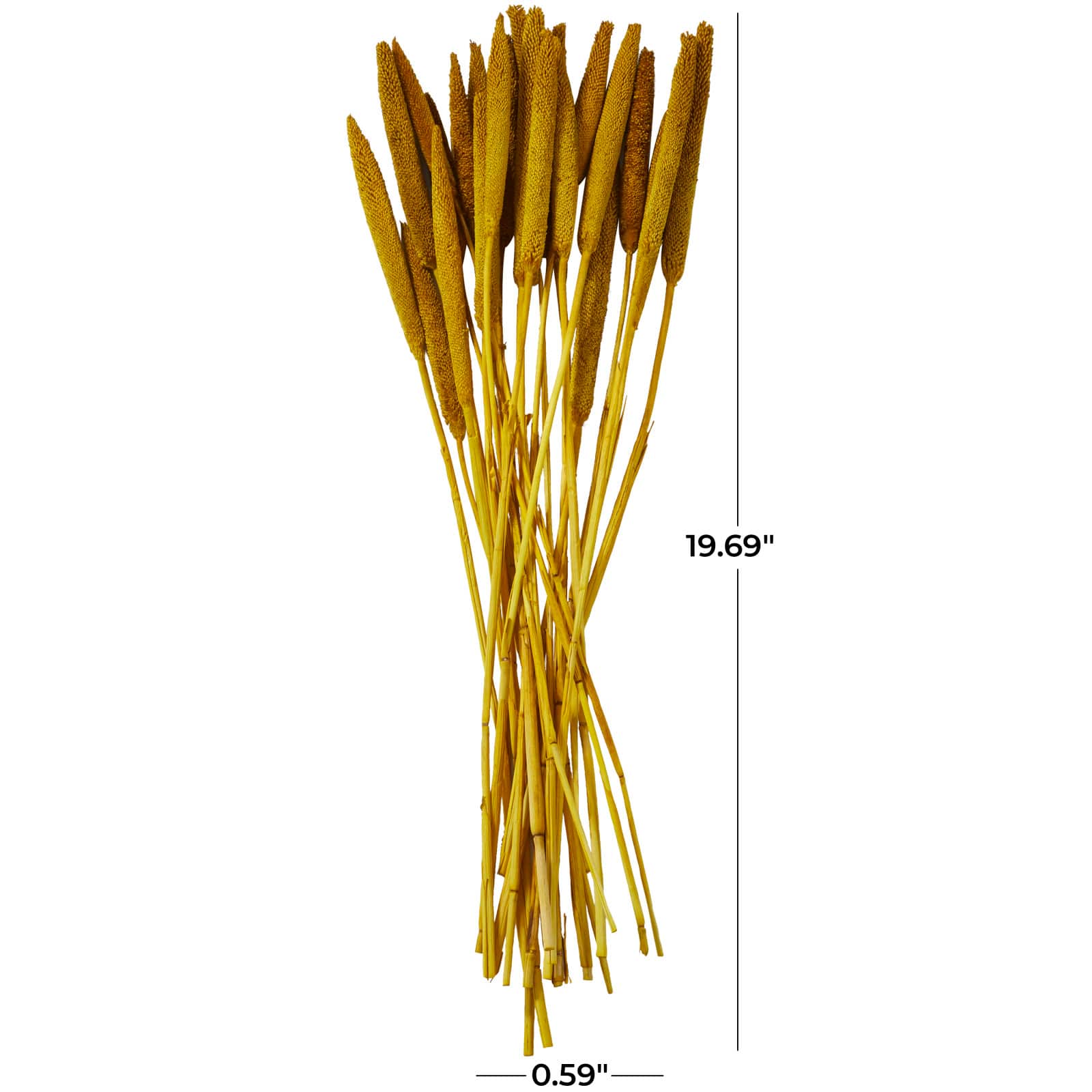 Dried Plant Bunny Tail Natural Foliage with Long Stems
