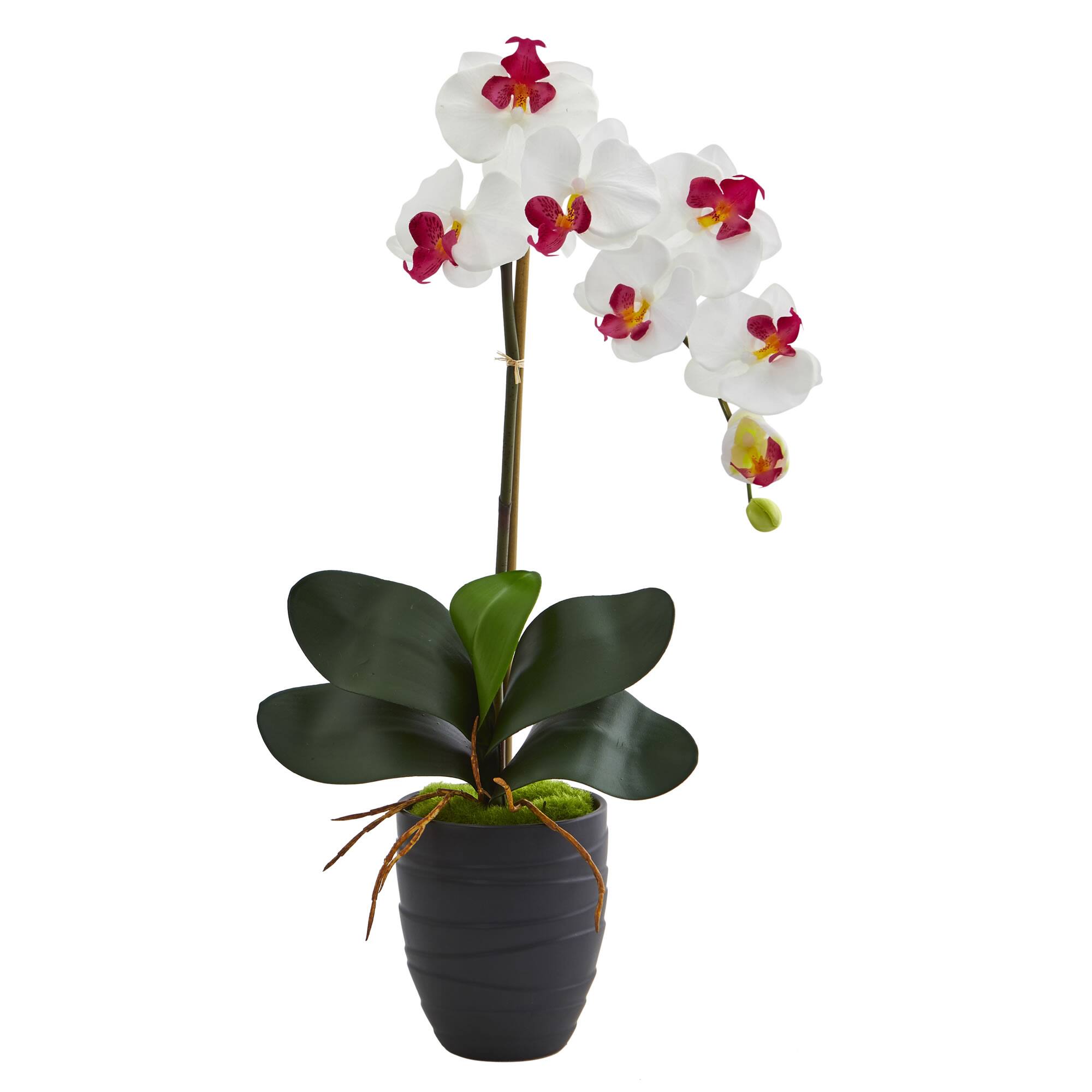 Phalaenopsis Orchid Artificial Arrangement in Ceramic Black Vase