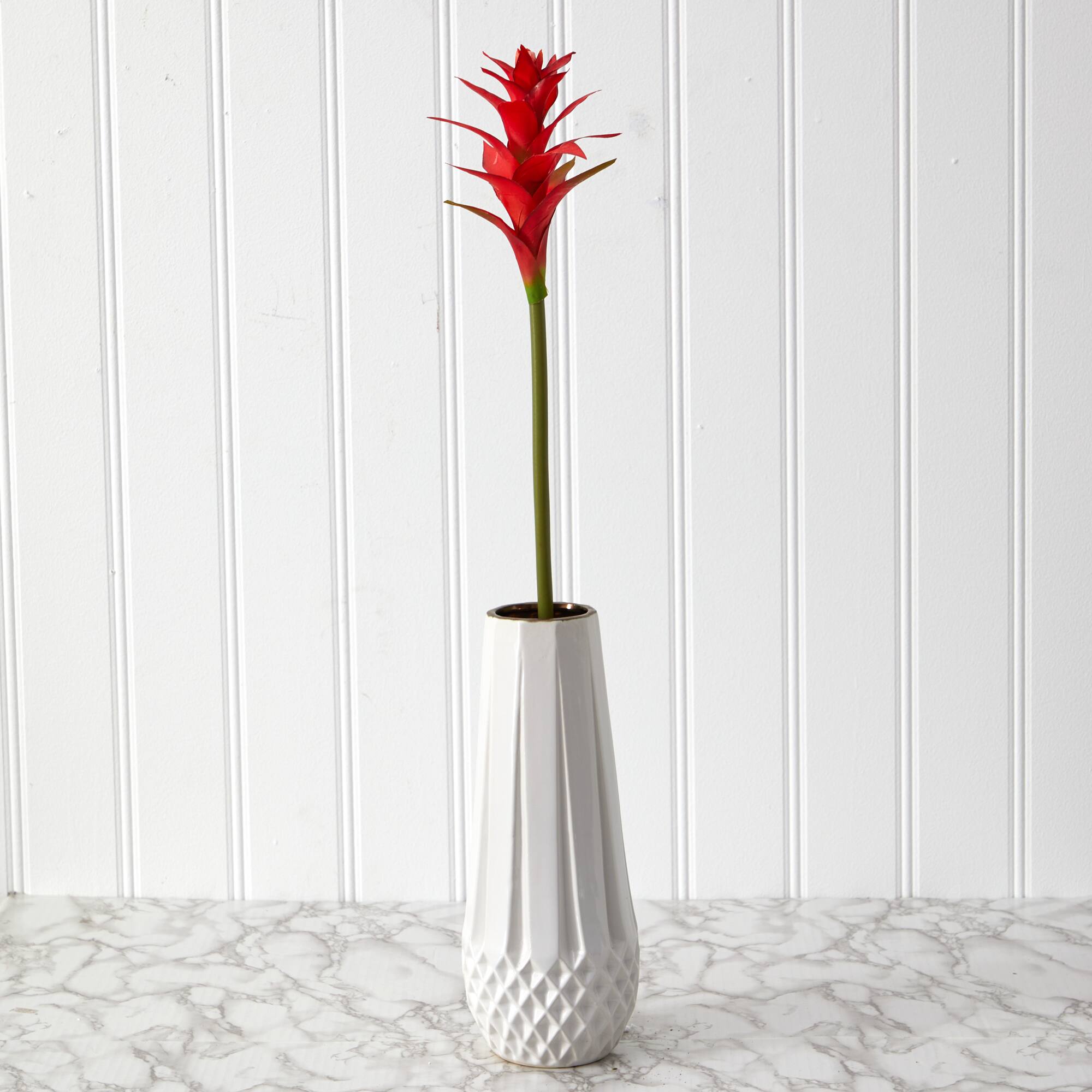 Star Bromeliad Stem, 6ct.