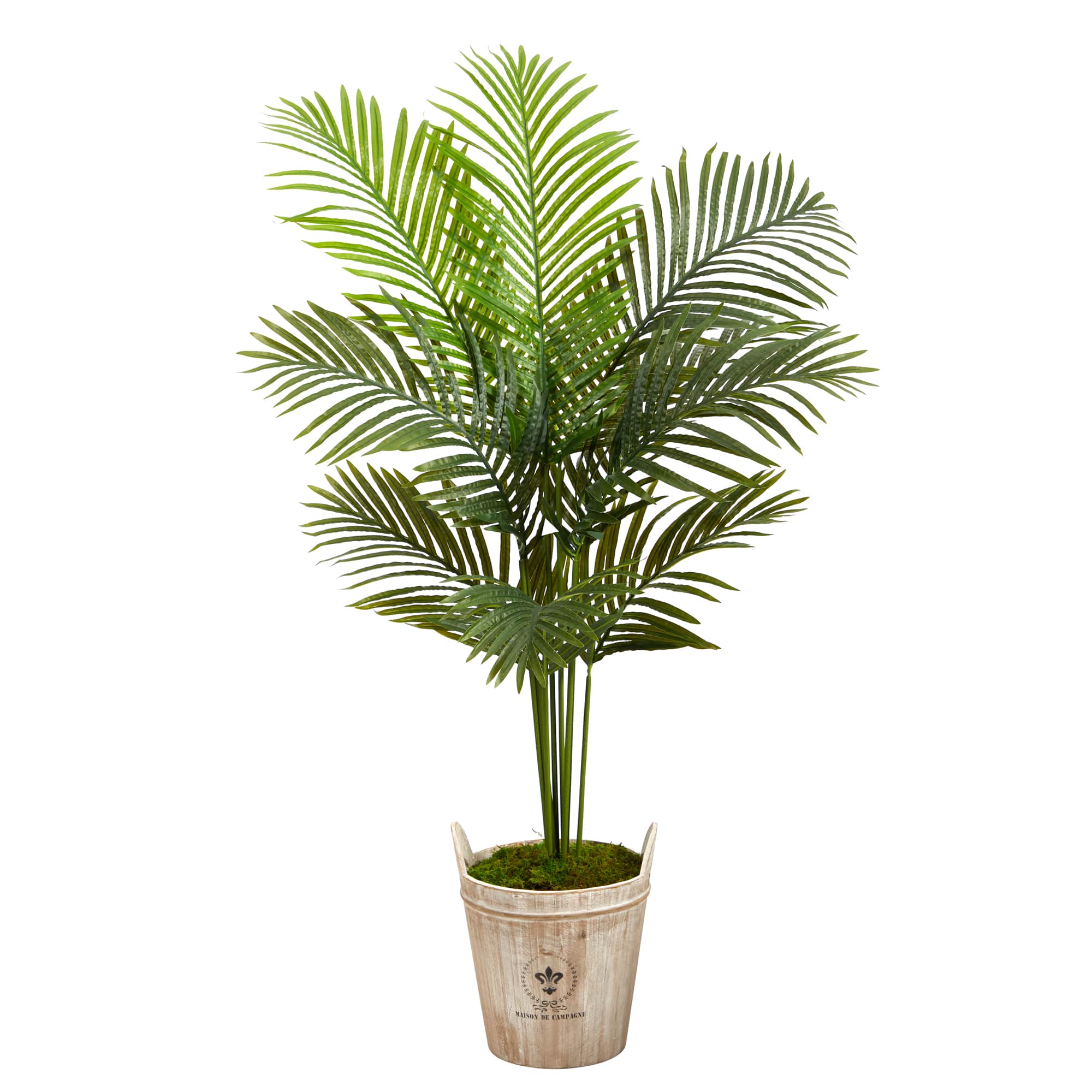 5ft. Paradise Palm Tree in Farmhouse Planter