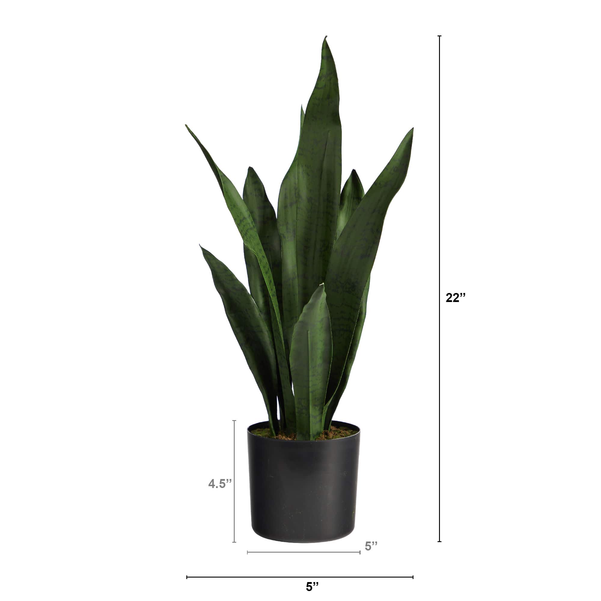 22" Potted Snake Plant