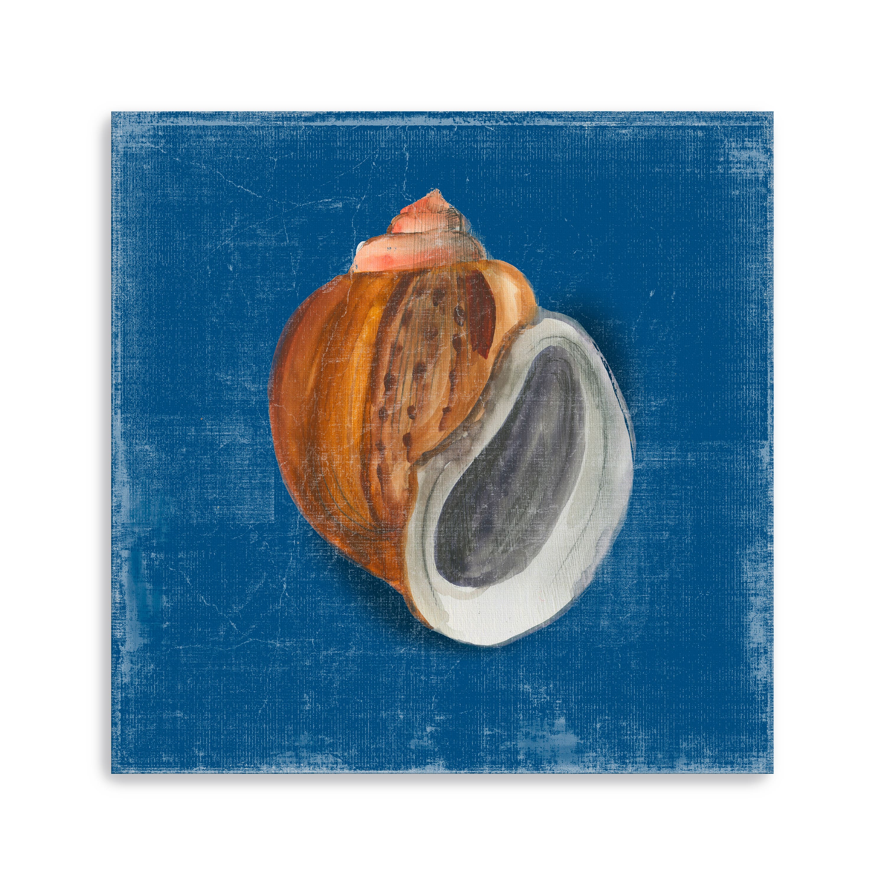 Rosecliff Shell I Canvas Giclee