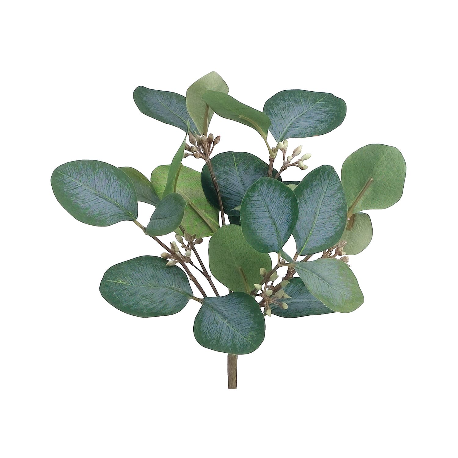 Eucalyptus Bush