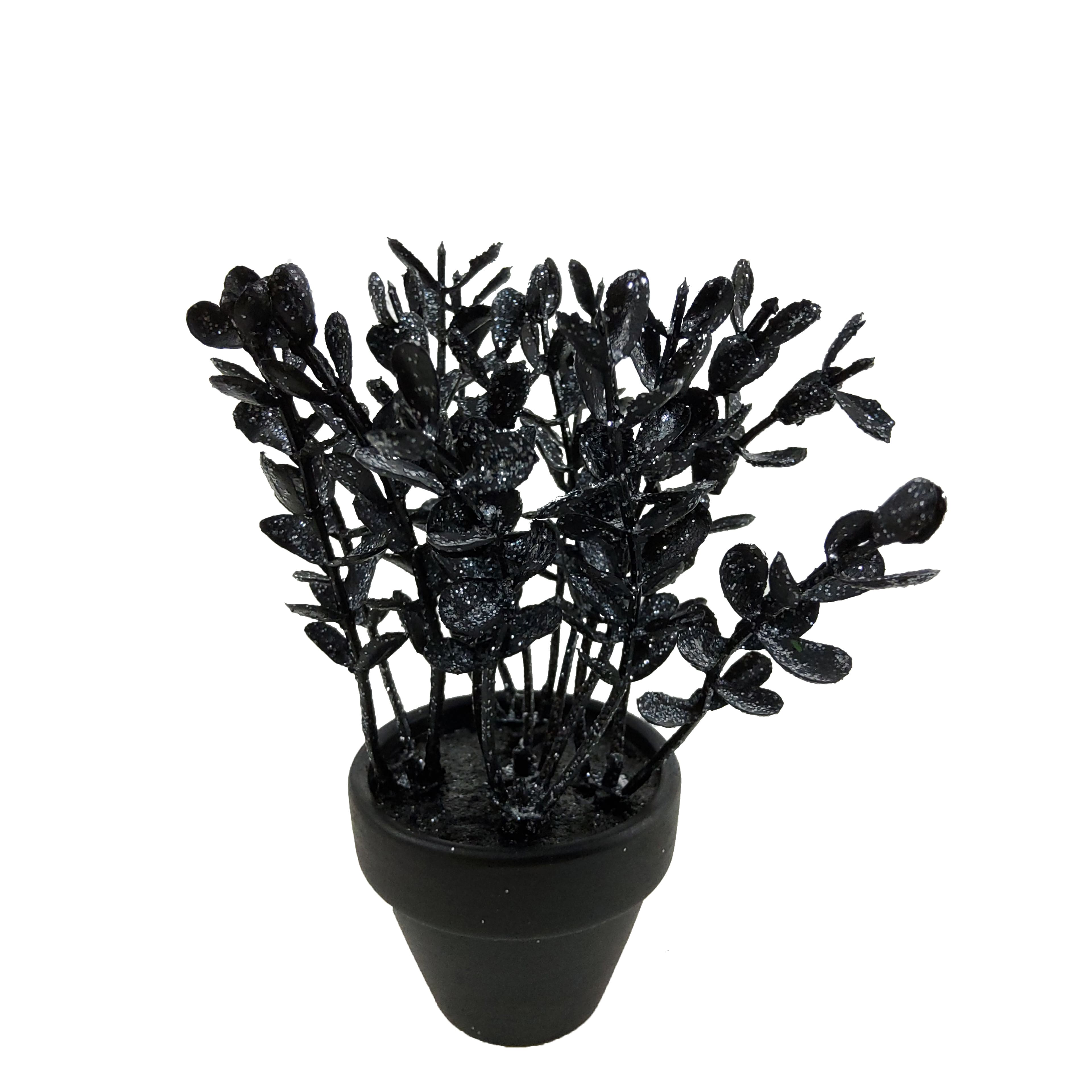 Assorted Mini Black Potted Succulent, 1pc. by Ashland®