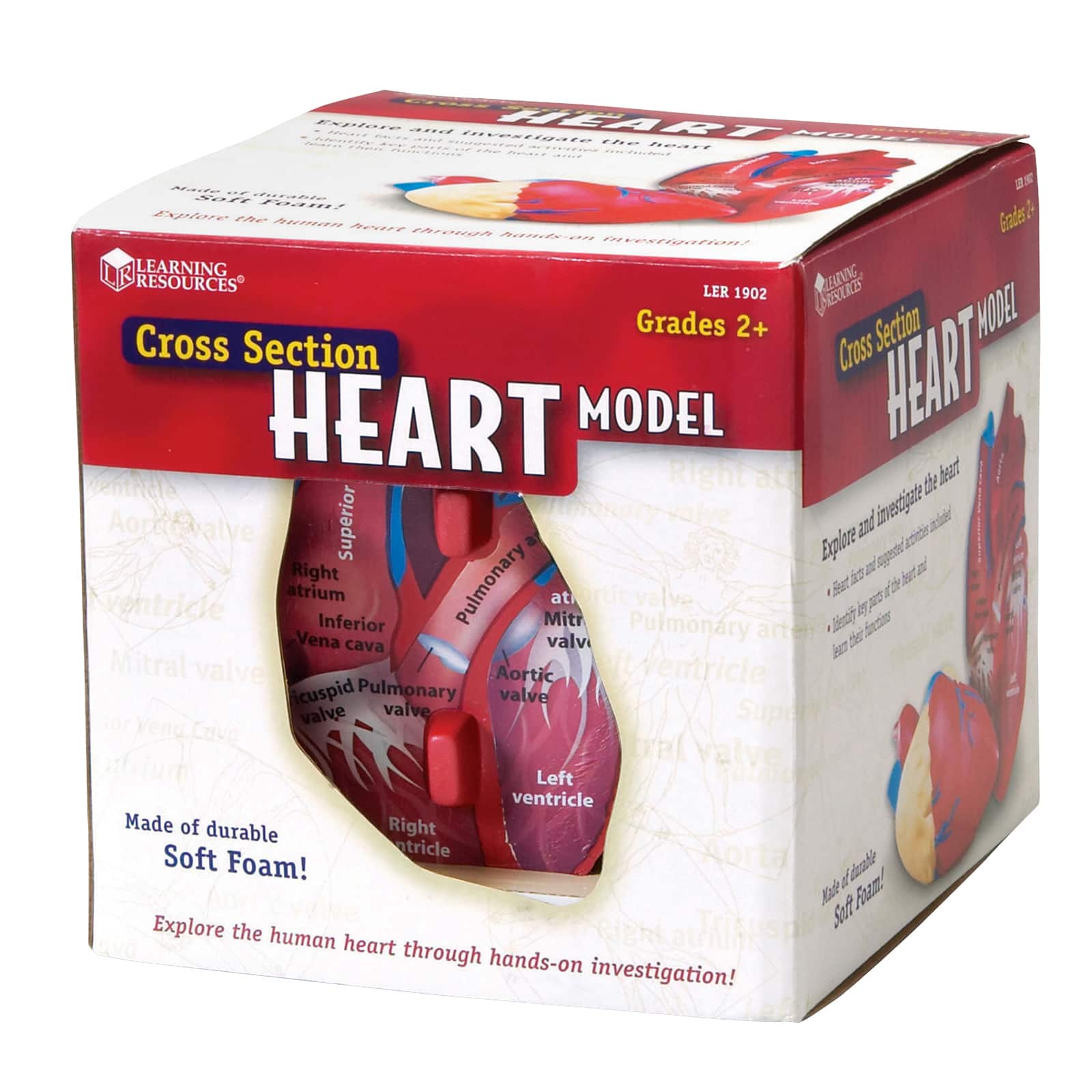 Learning Resources® Soft Foam Cross Section Human Heart Model