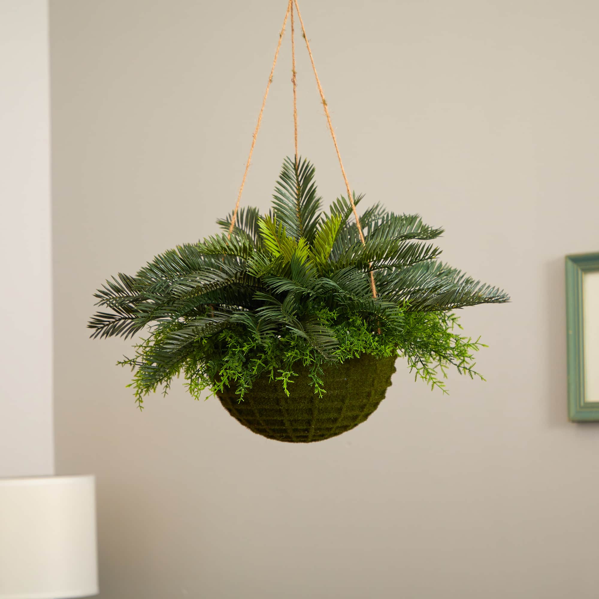 13" Cycas Plant in Mossy Hanging Basket