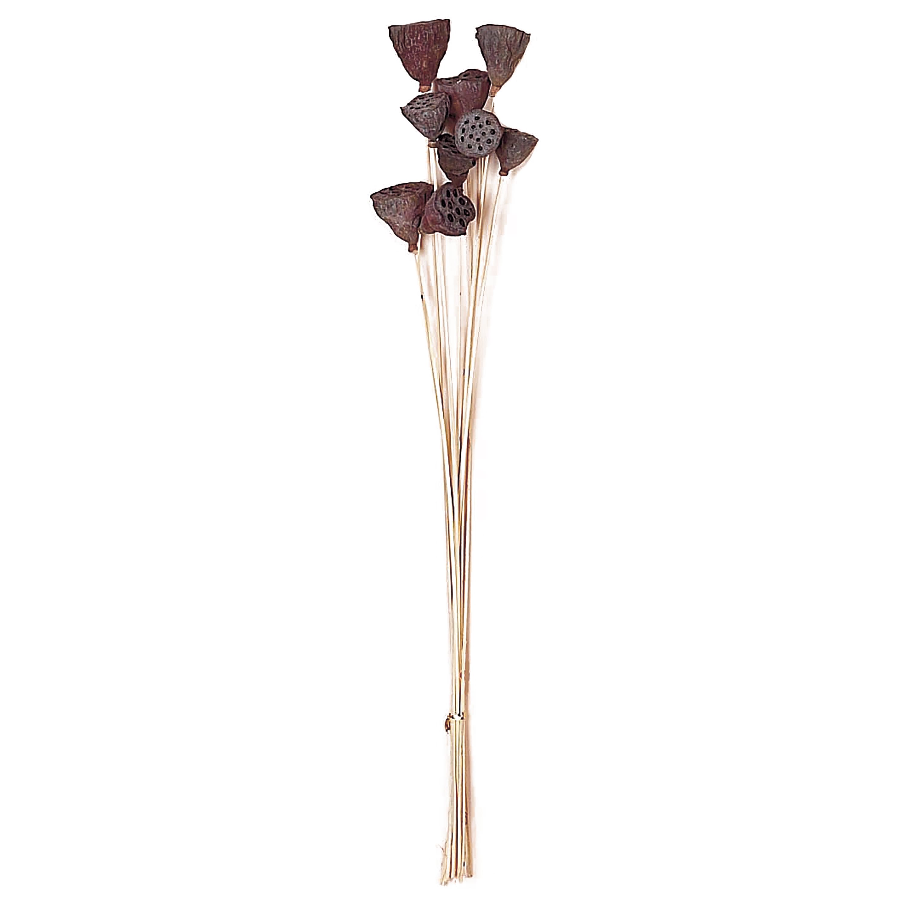 16" Mini Natural Lotus Stems, 4ct.