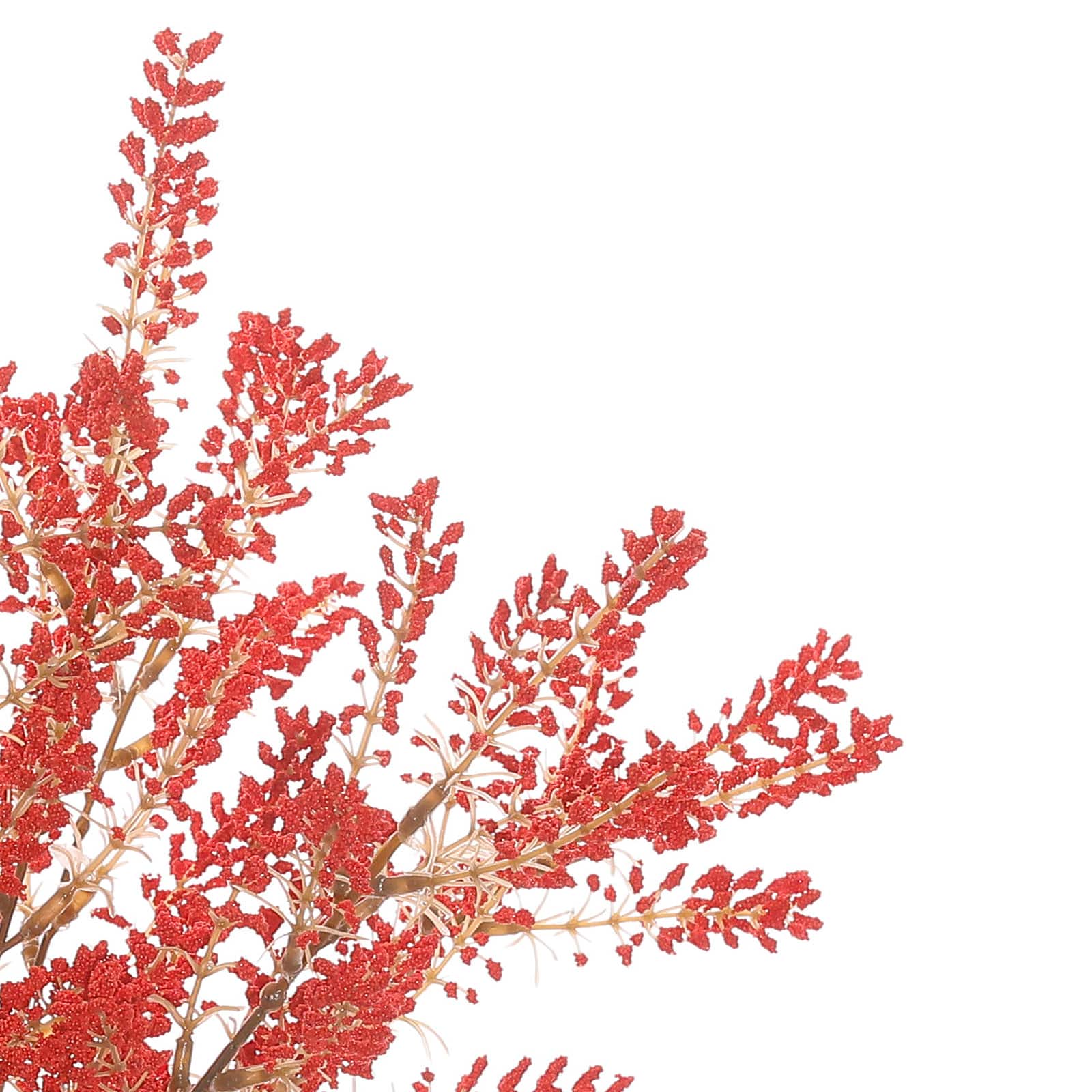 19" Berry Bush by Ashland