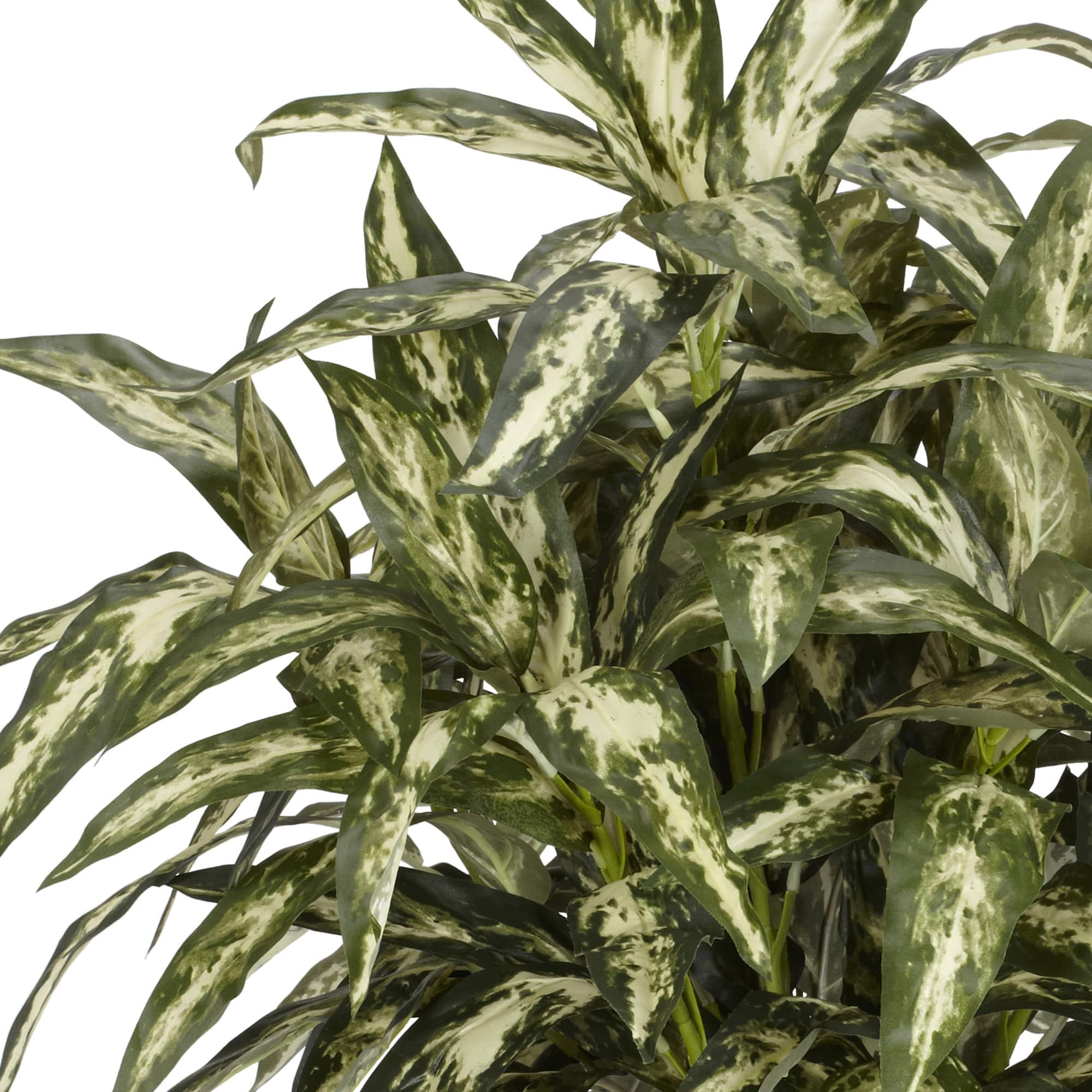 2.5ft. Chinese Evergreens in Decorative Vase