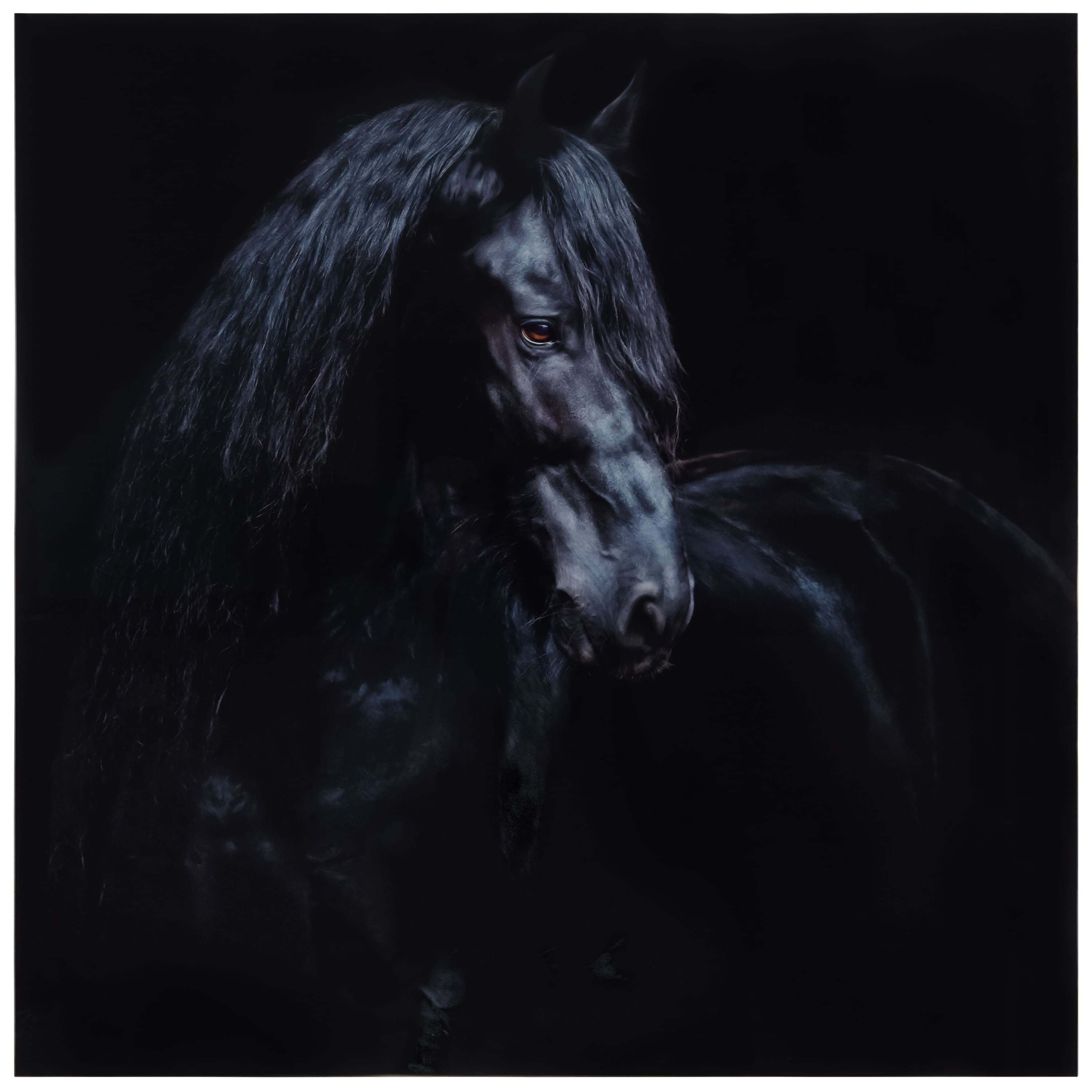 Empire Art Direct 38" x 38" Black Equine Attraction Frameless Printed Tempered Glass Wall Art