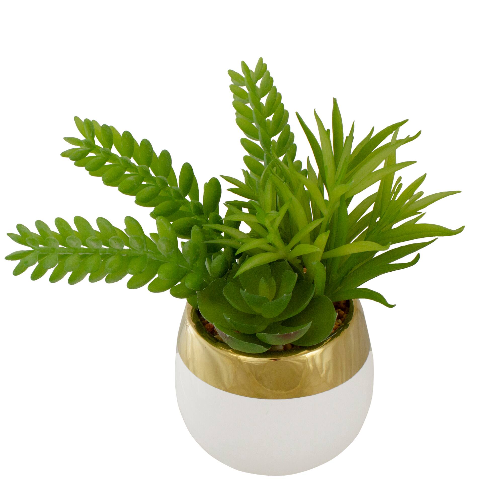 6.5" Potted Mixed Succulent Arrangement