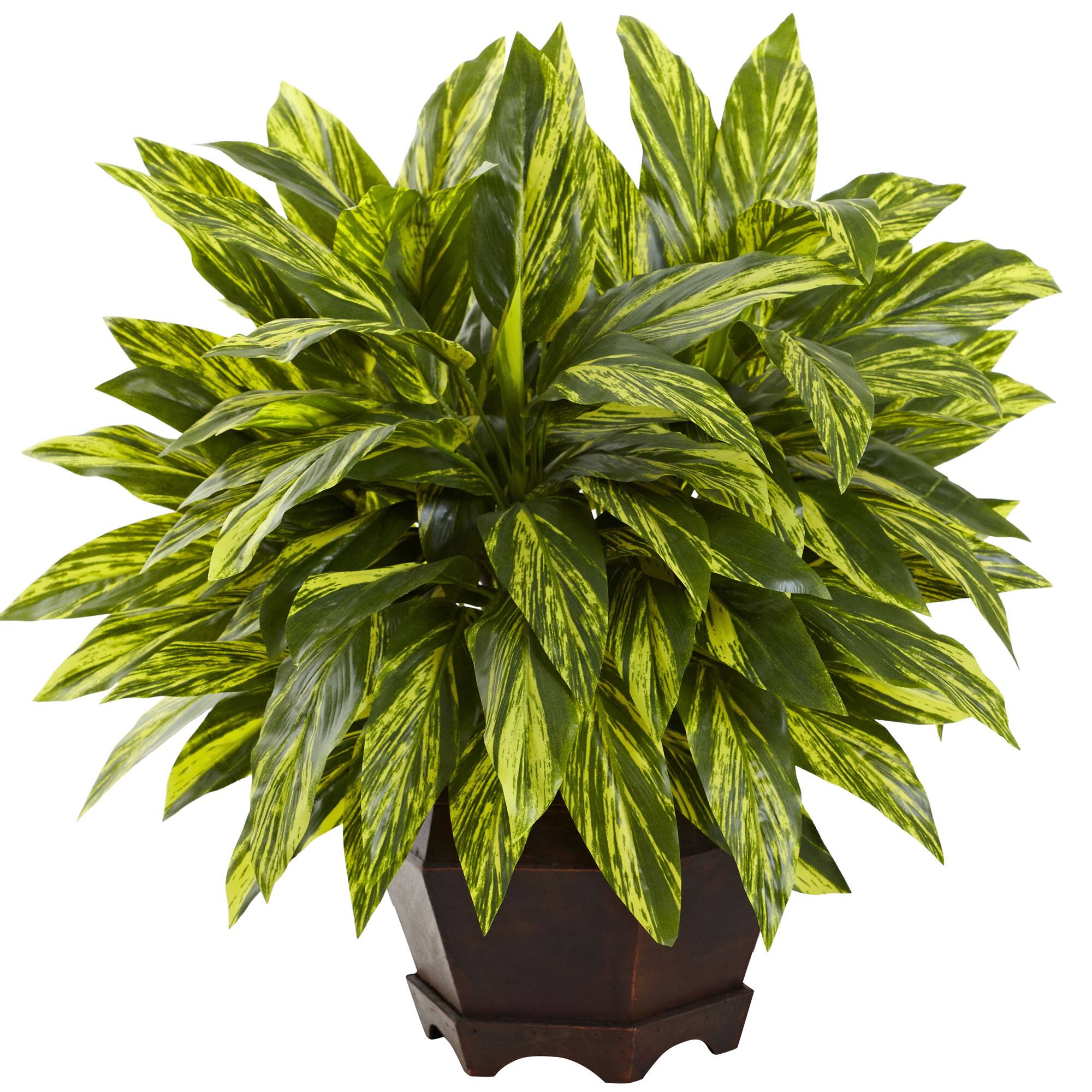 19.5" Spiderwort Plant with Hexagon Planter