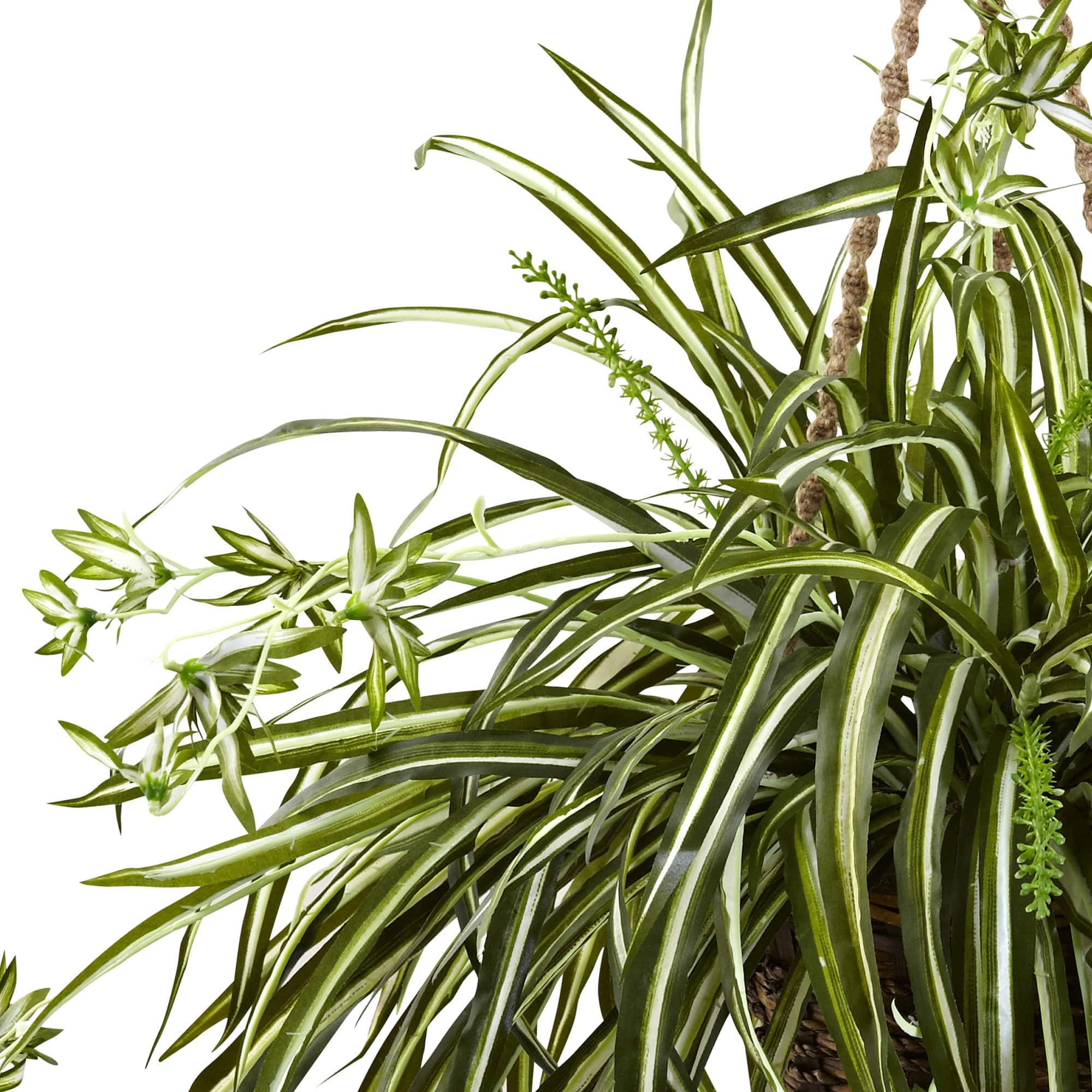 20" Spider Plant Hanging Basket