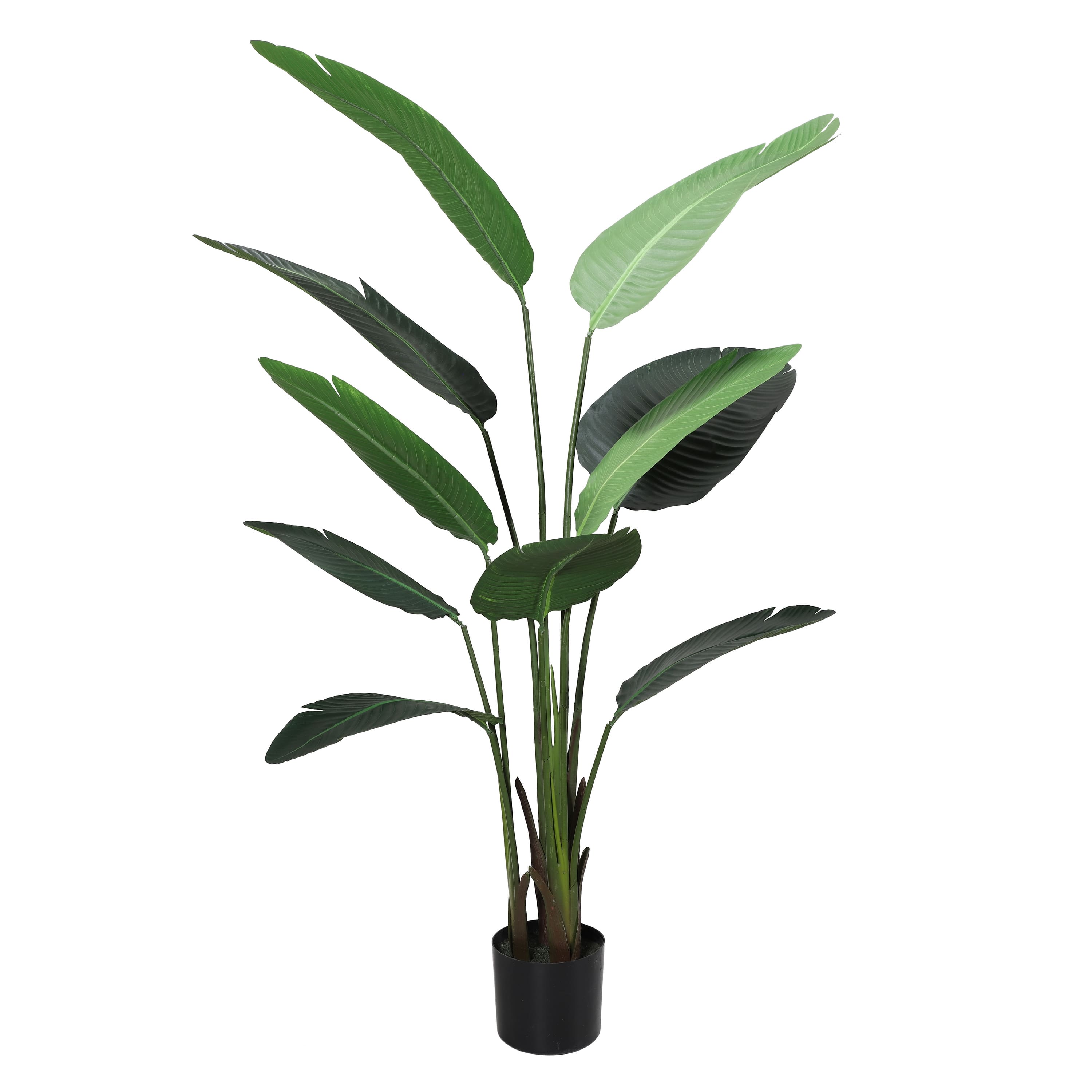 6 Pack: 5.5ft. Potted Travelers Palm Tree