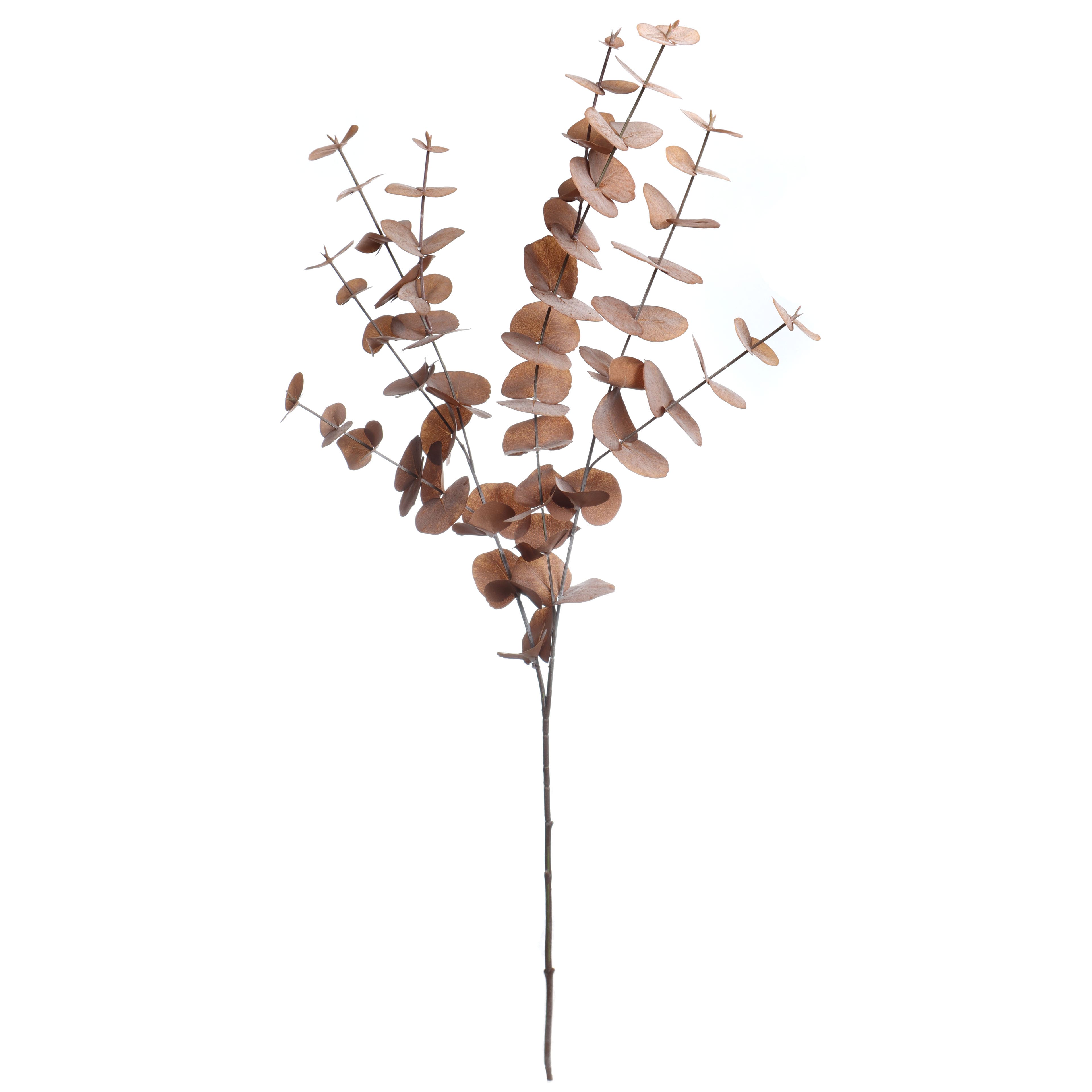 38" Brown Eucalyptus Stem by Ashland®