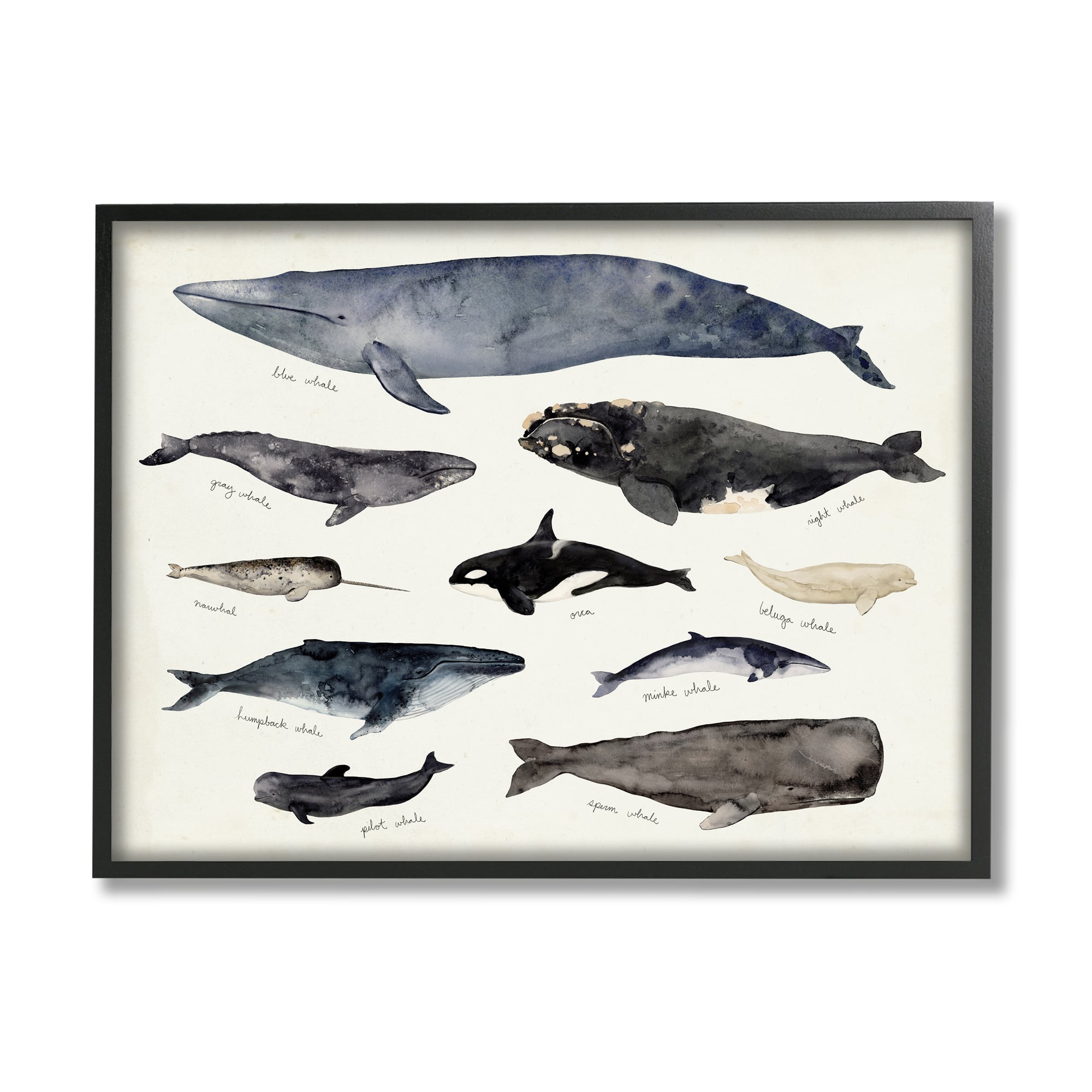 Stupell Industries Vintage Nautical Chart of Whales Ocean Life in Black Frame Wall Art