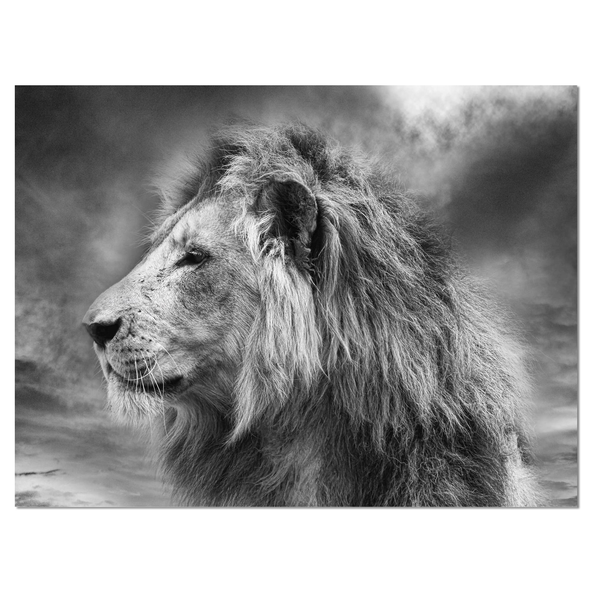 Designart - Grey Wild African Lion - Animal Canvas Art Print