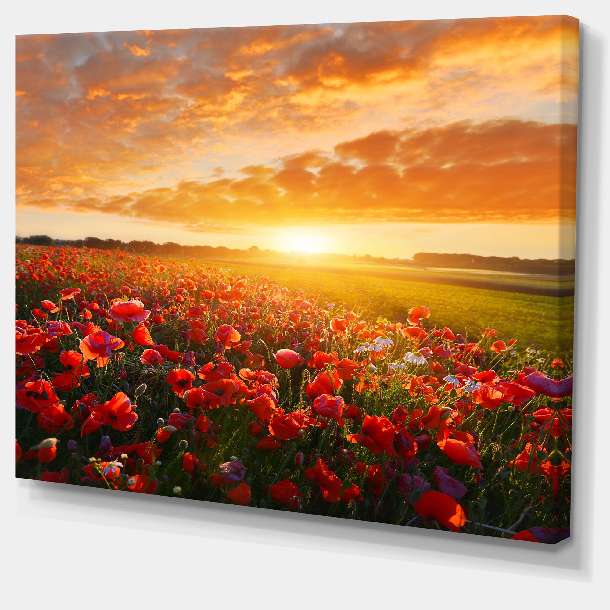 Designart - Beautiful Poppy Field at Sunset