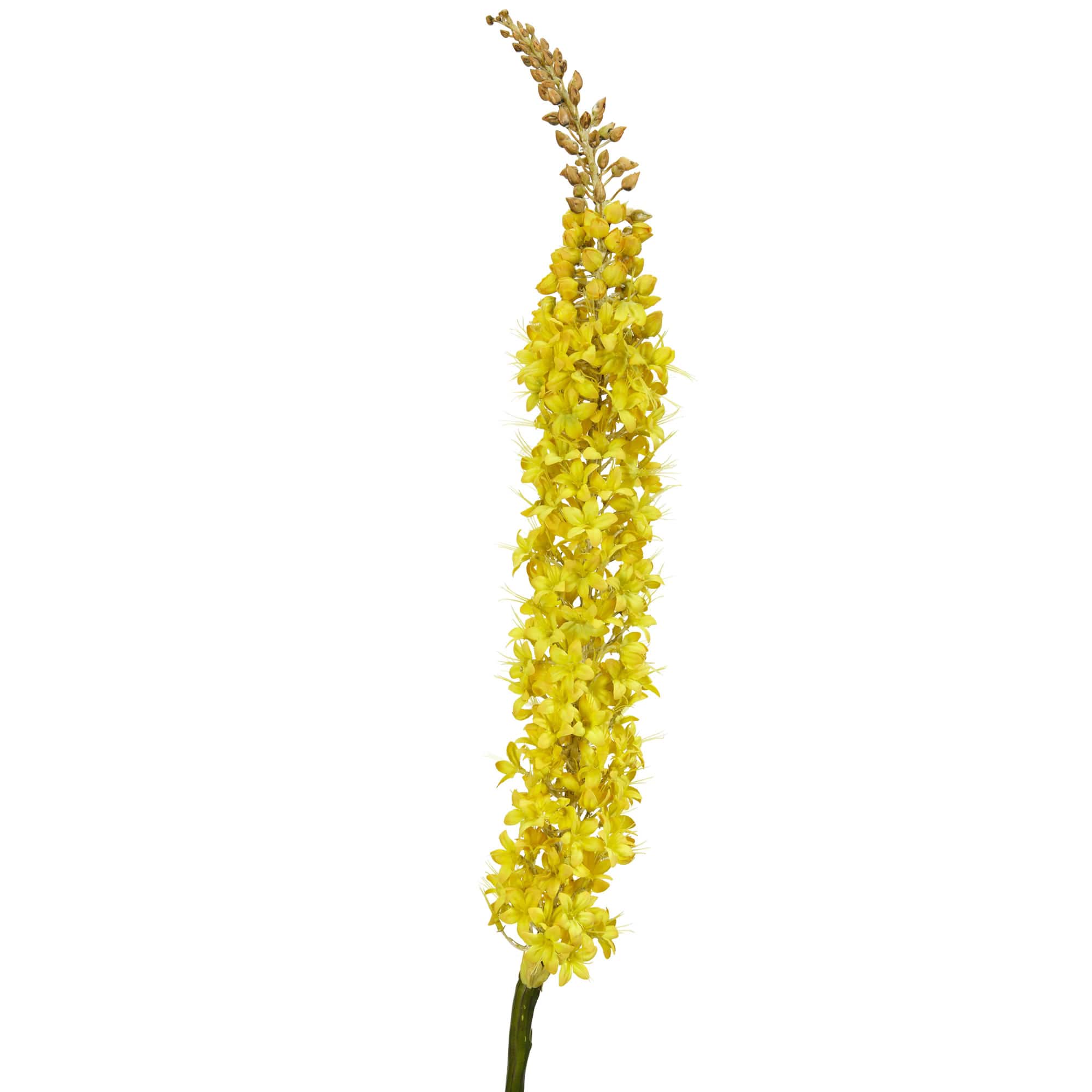 Yellow Foxtail Stem, 3ct.