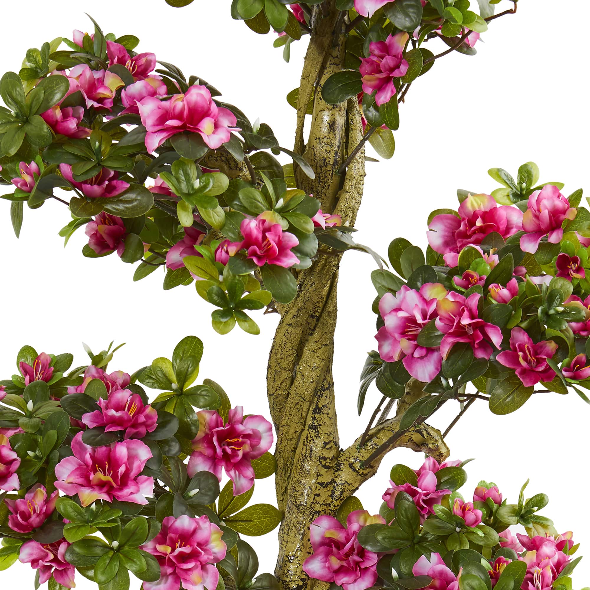 5ft. Potted Azalea Tree