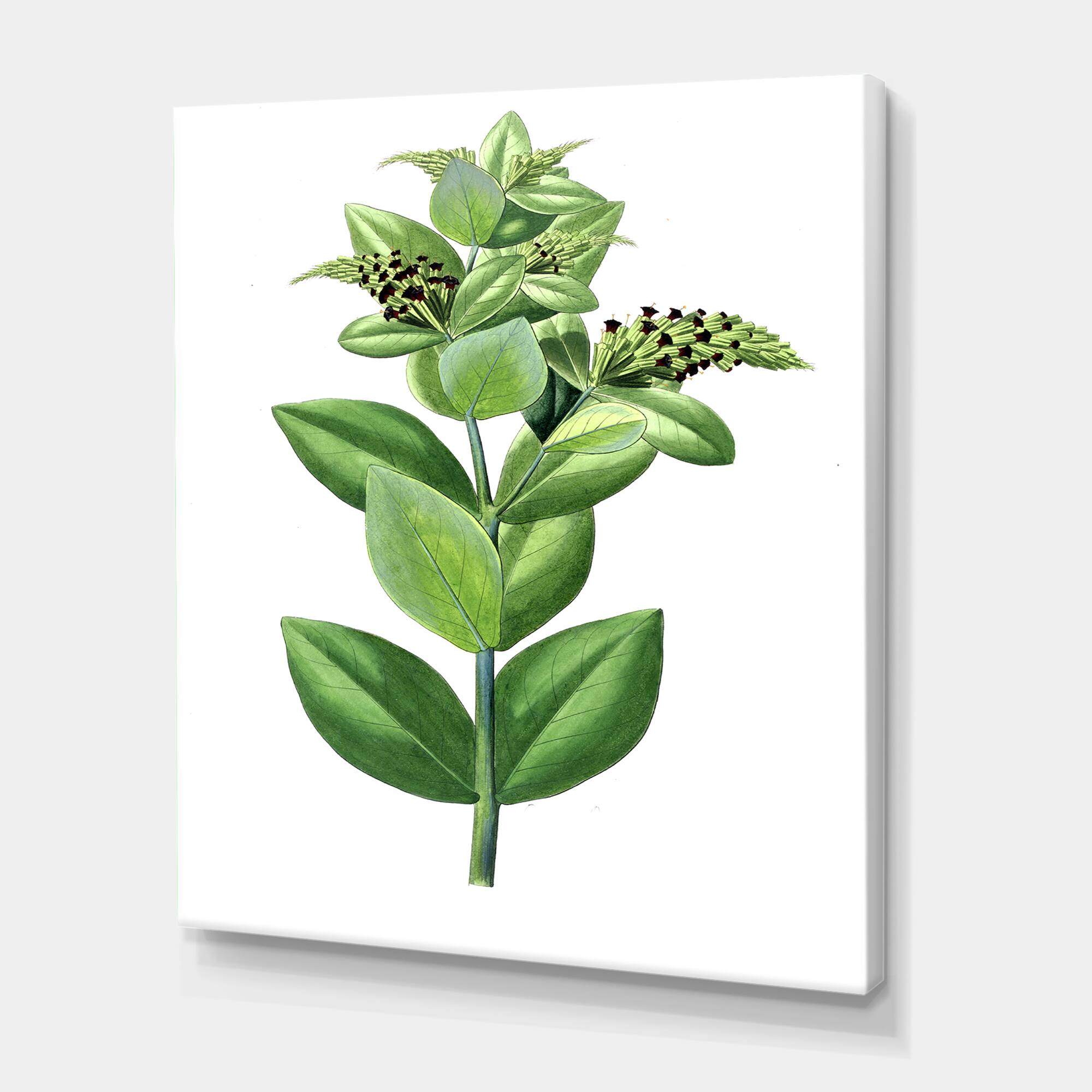 Designart - Vintage Green Leaves Plants VI - Traditional Canvas Wall Art Print
