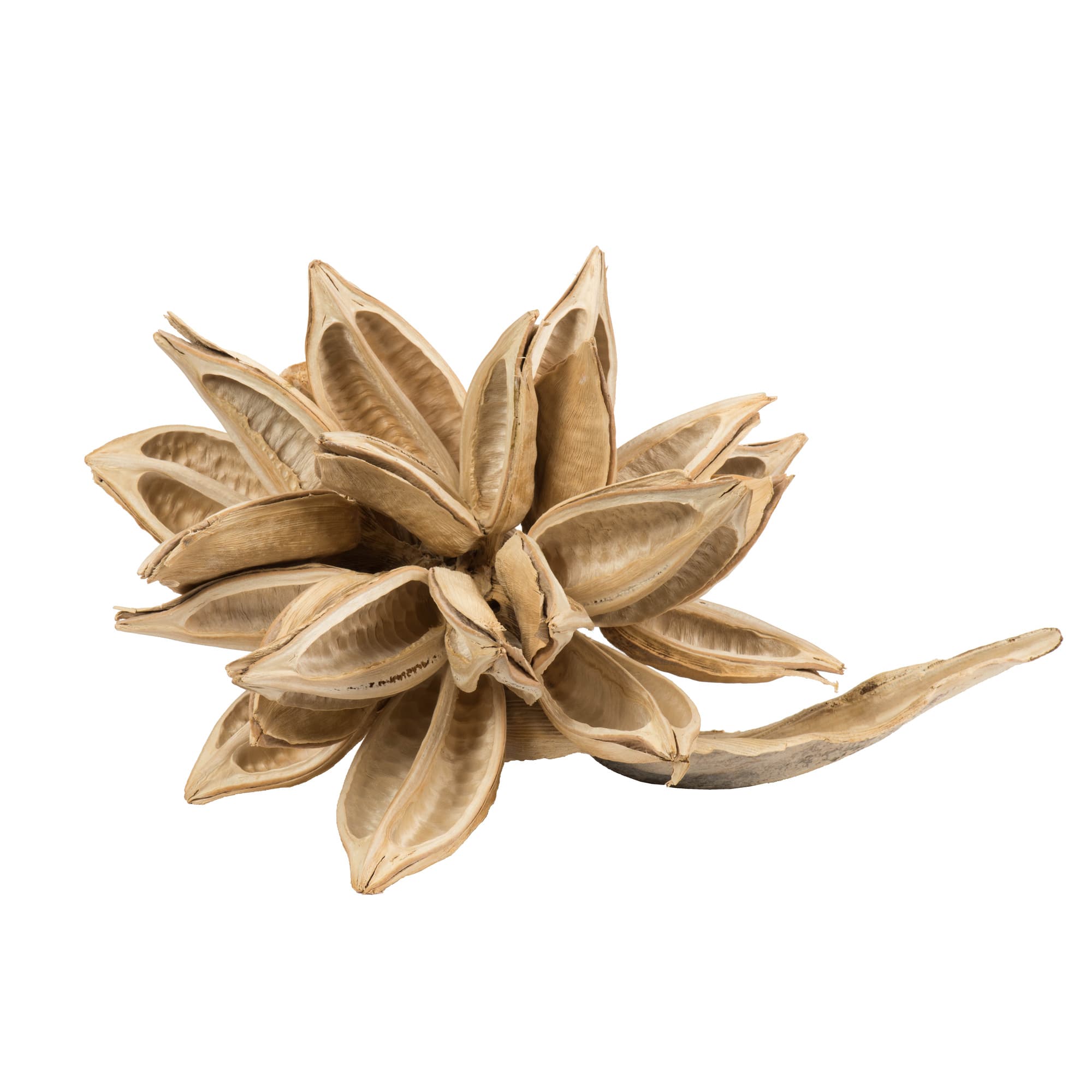 Extra Large Bleached Star Pod