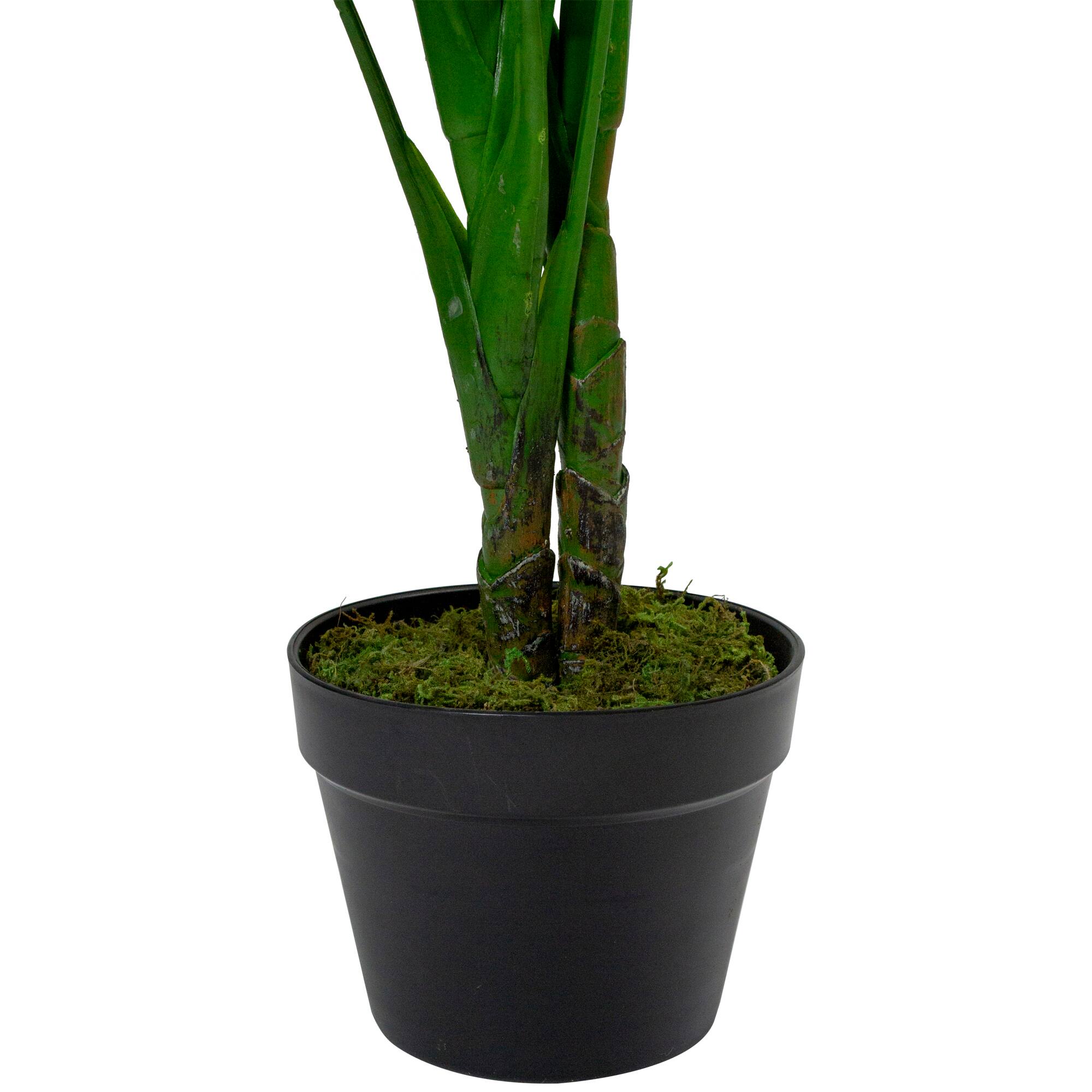4ft. Potted Two Tone Green Calathea Floor Plant