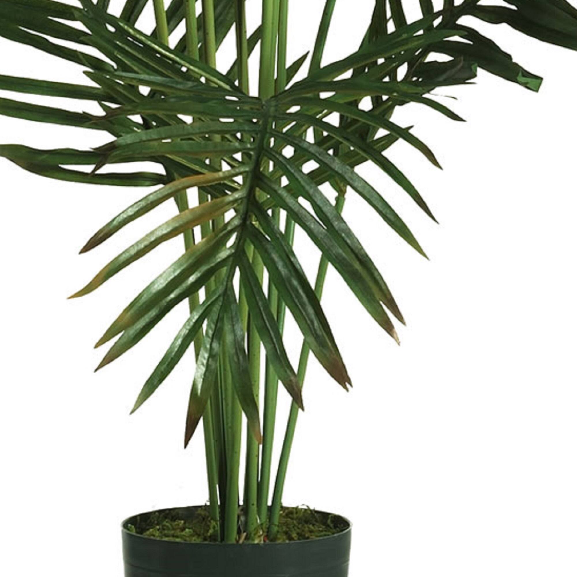 5ft. Potted Paradise Palm