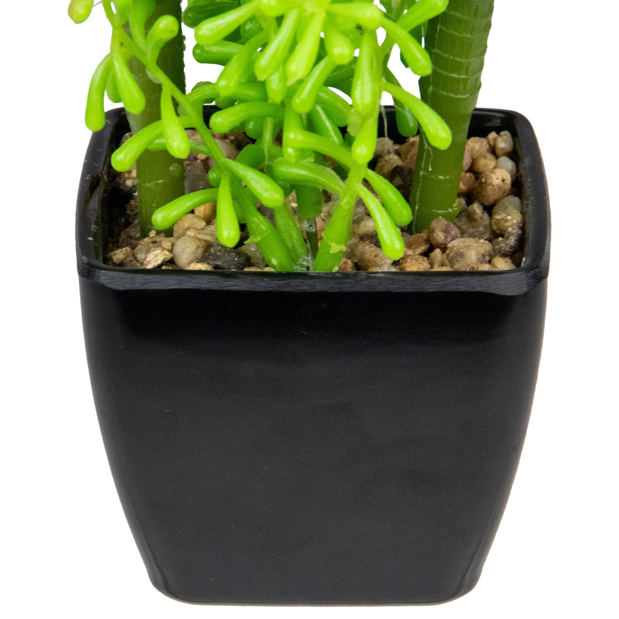 6" Potted Green Succulent Arrangement