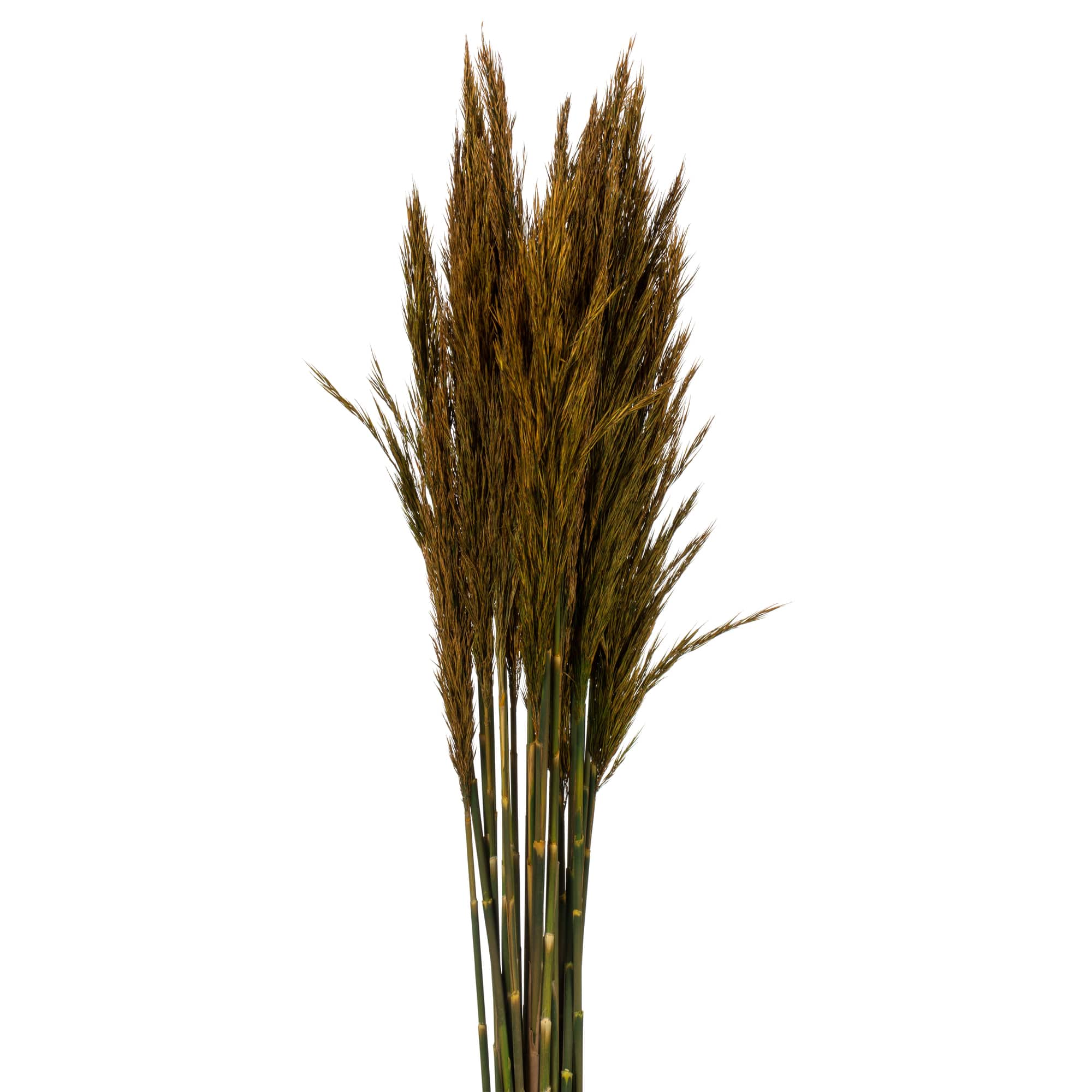 Plume Reed Preserved Bundle