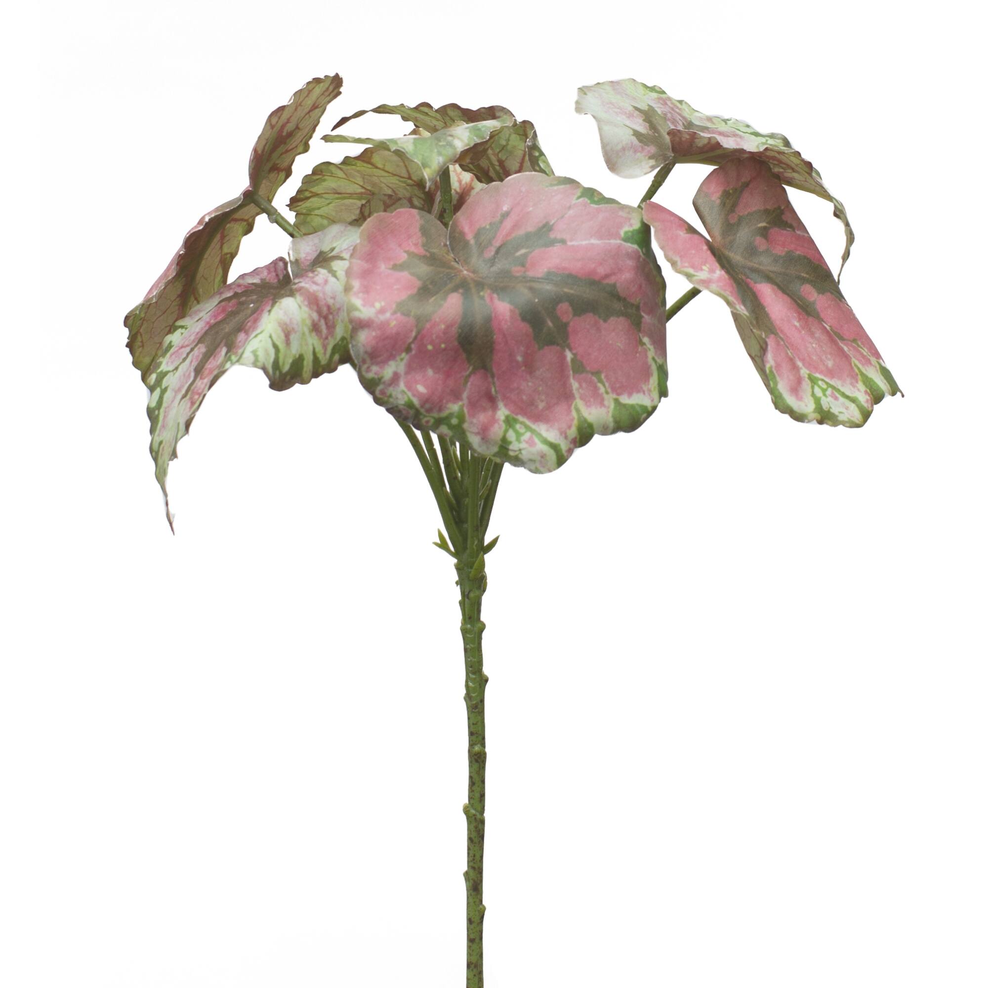 Begonia Leaf Set