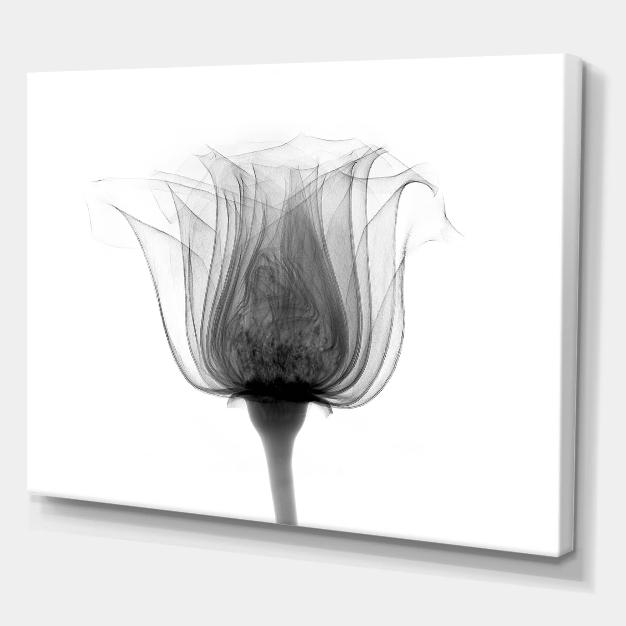 Designart - Rose ,Noma X-Ray