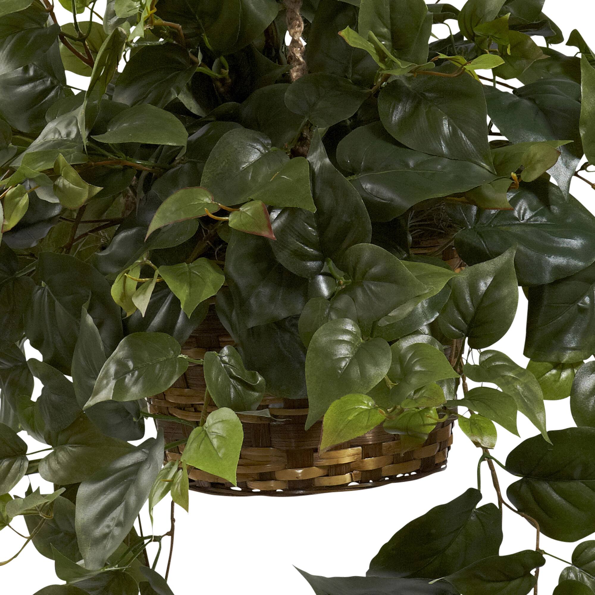 24" Philo in Hanging Basket