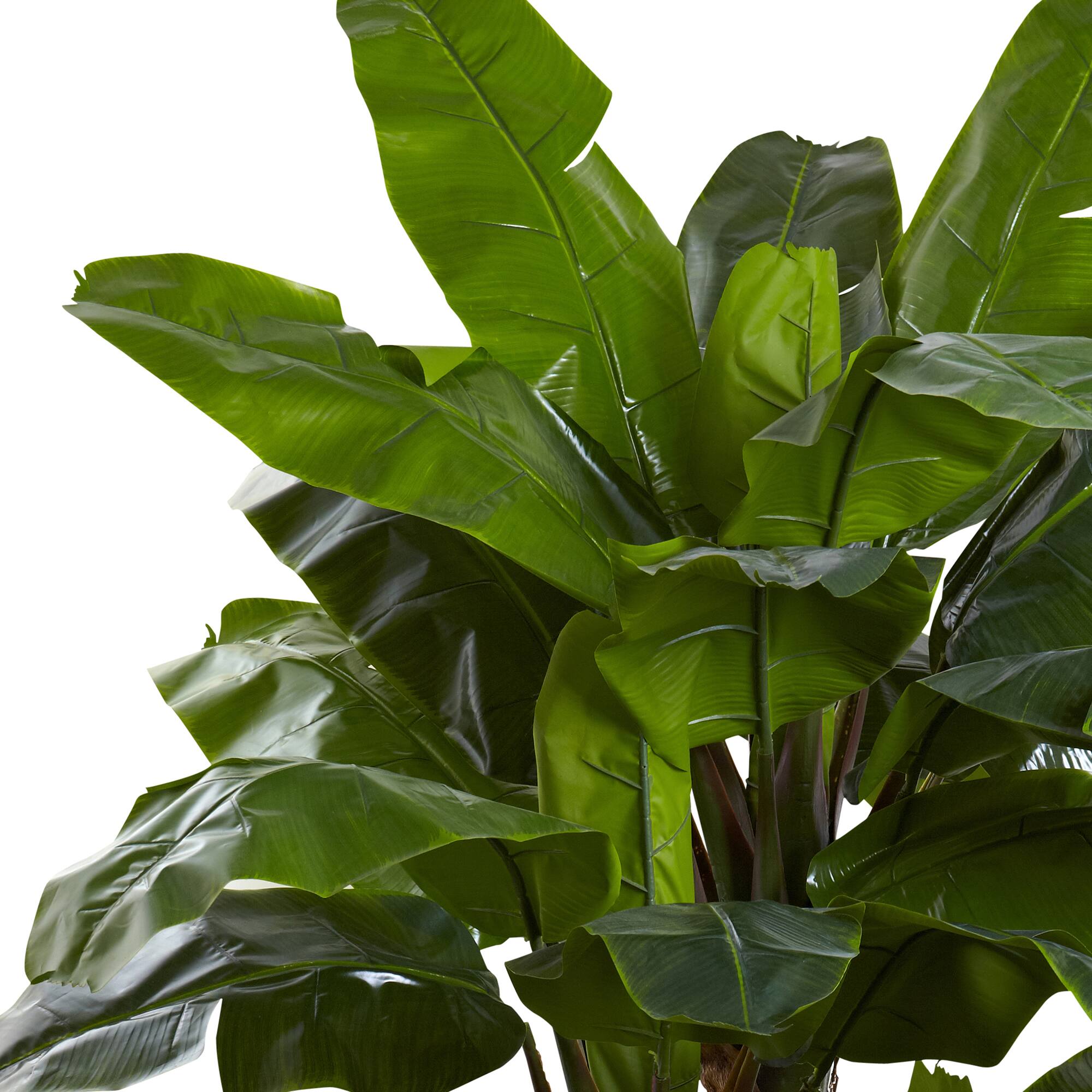 7ft. Potted Giant Triple Stalk Banana Tree
