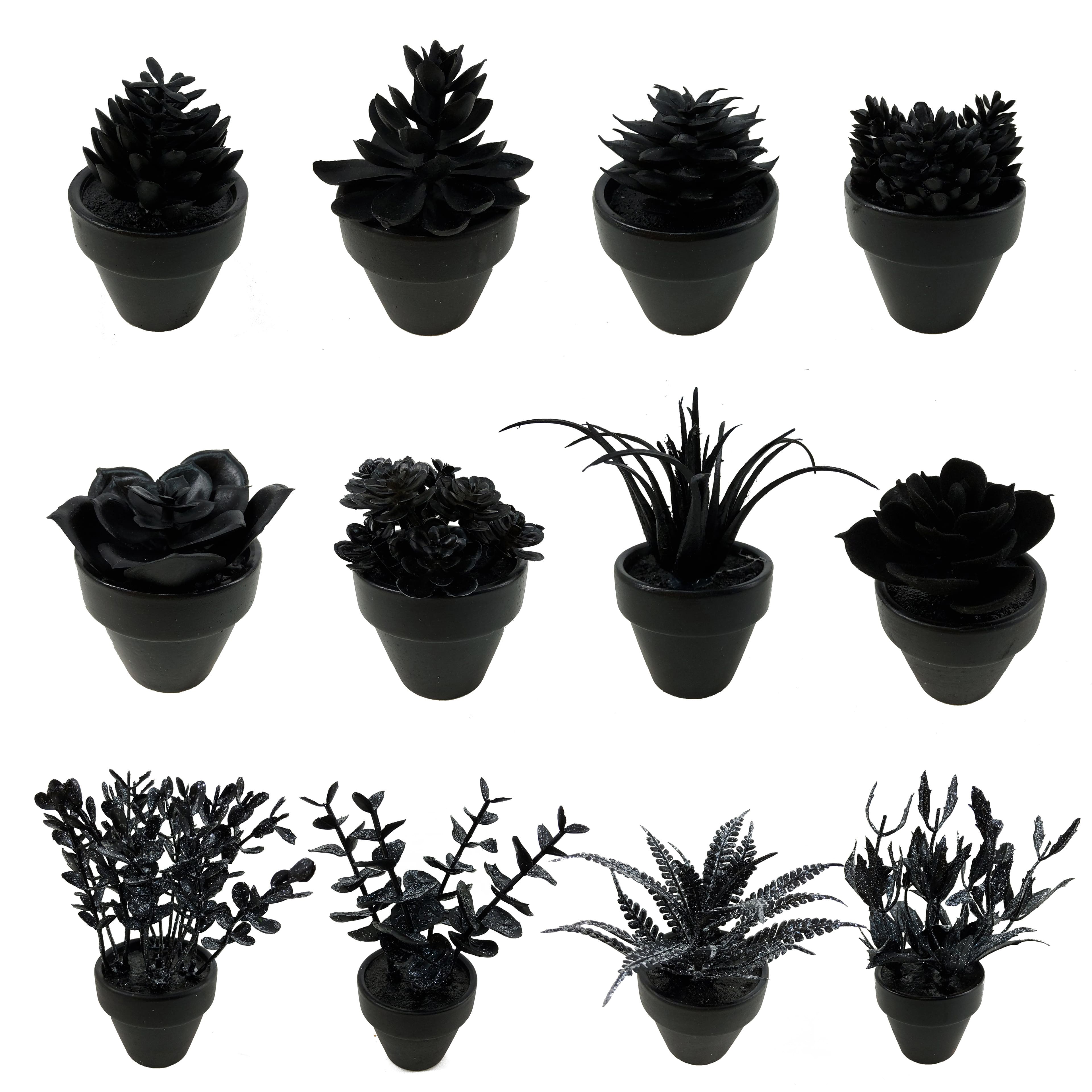 Assorted Mini Black Potted Succulent, 1pc. by Ashland®