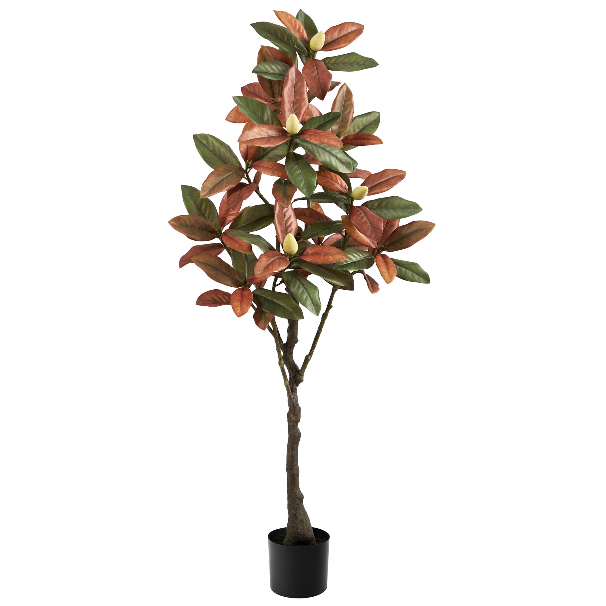 5ft. Potted Fall Magnolia Tree