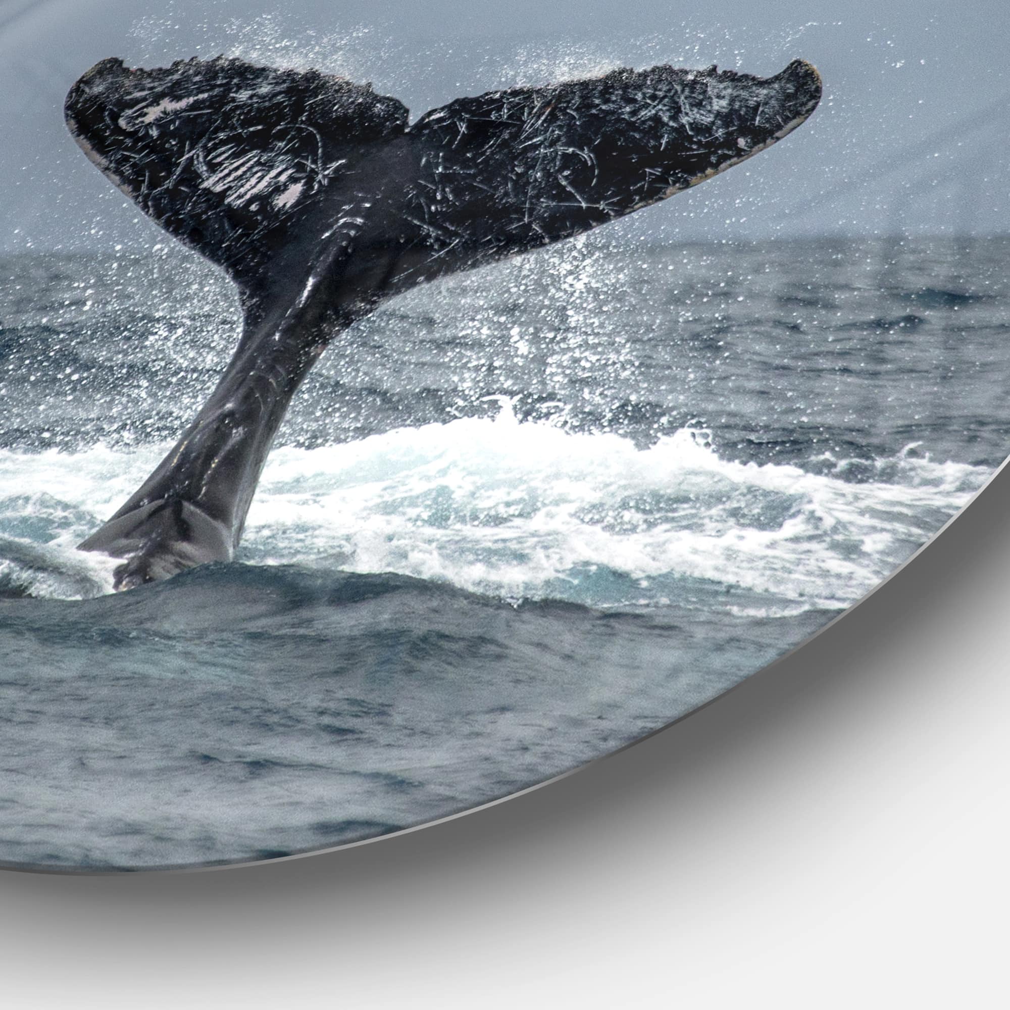 Designart - Large Humpback Whale Tail' Disc Oversized Animal Wall Art