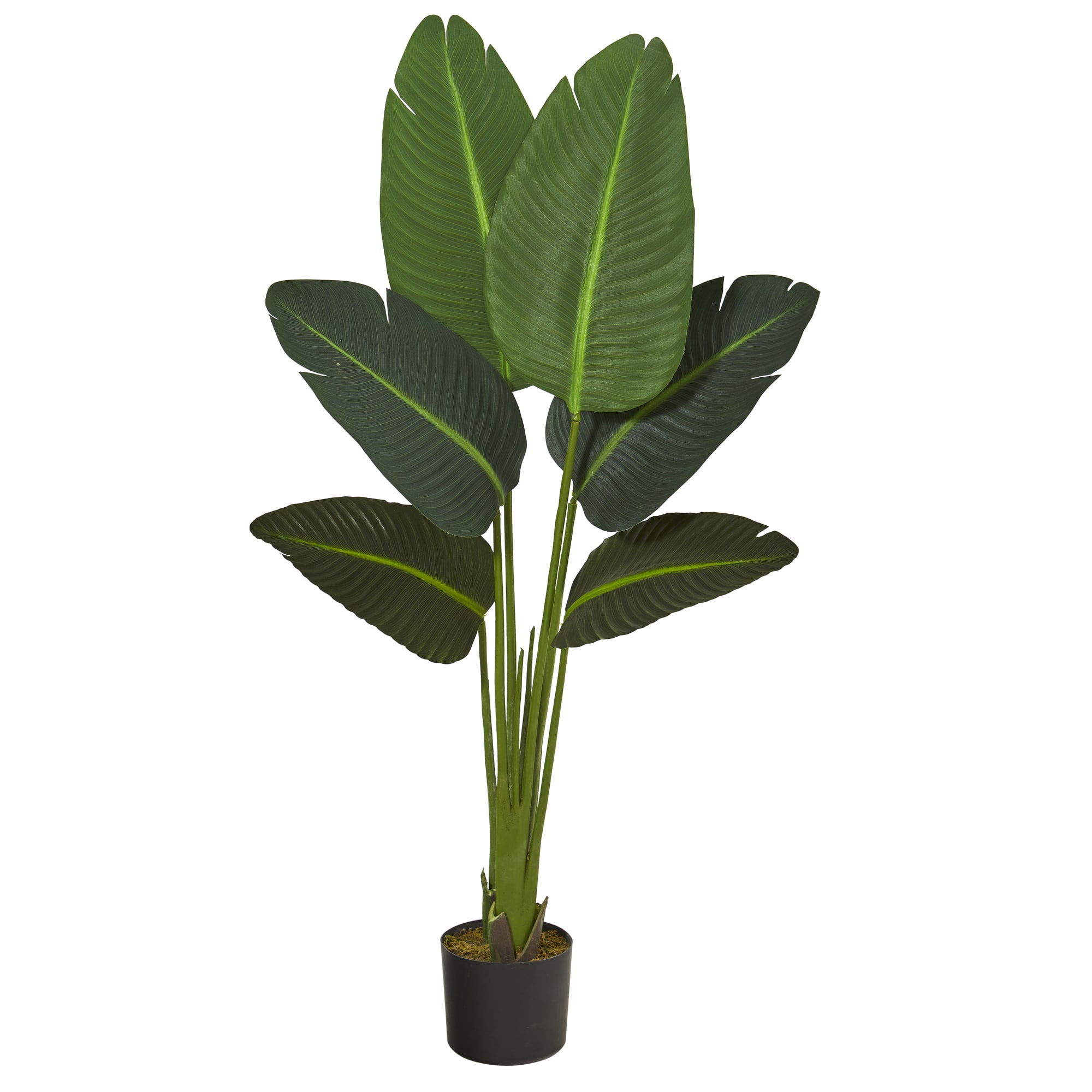 4ft. Potted Travelers Palm