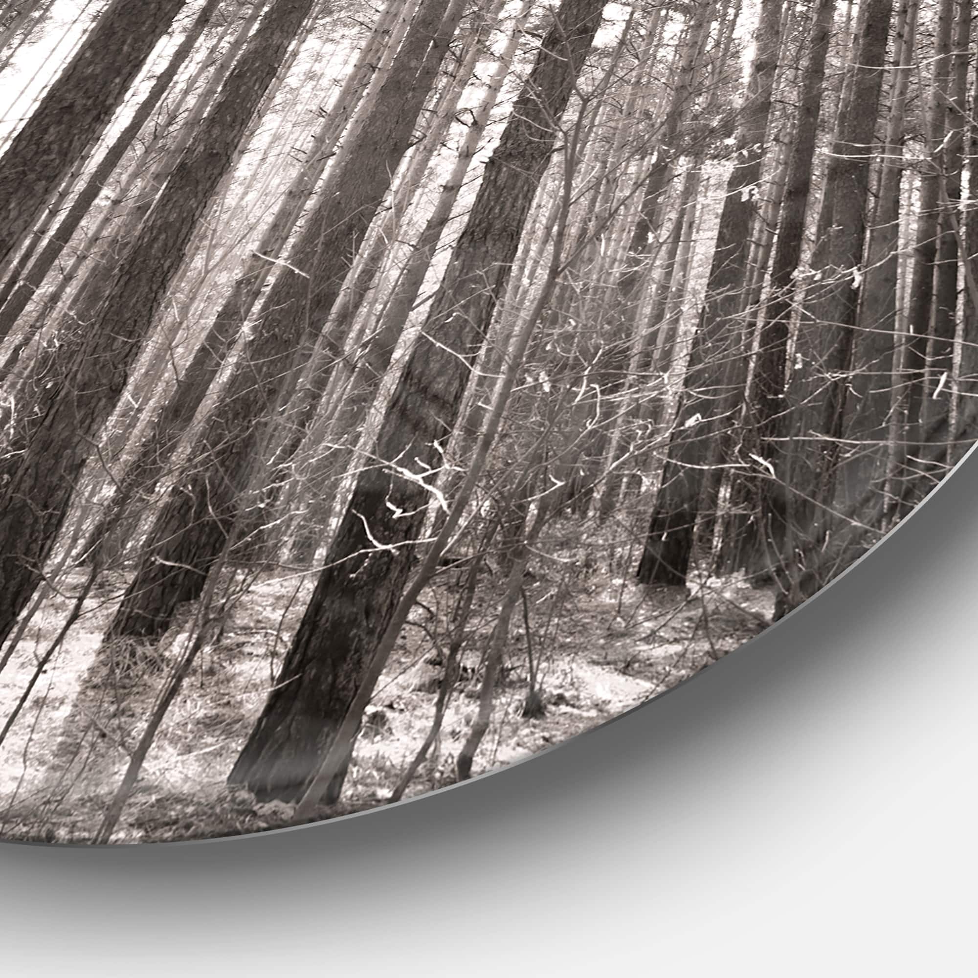 Designart - Beautiful Misty Forest in the Autumn' Disc Forest Metal Circle Wall Art