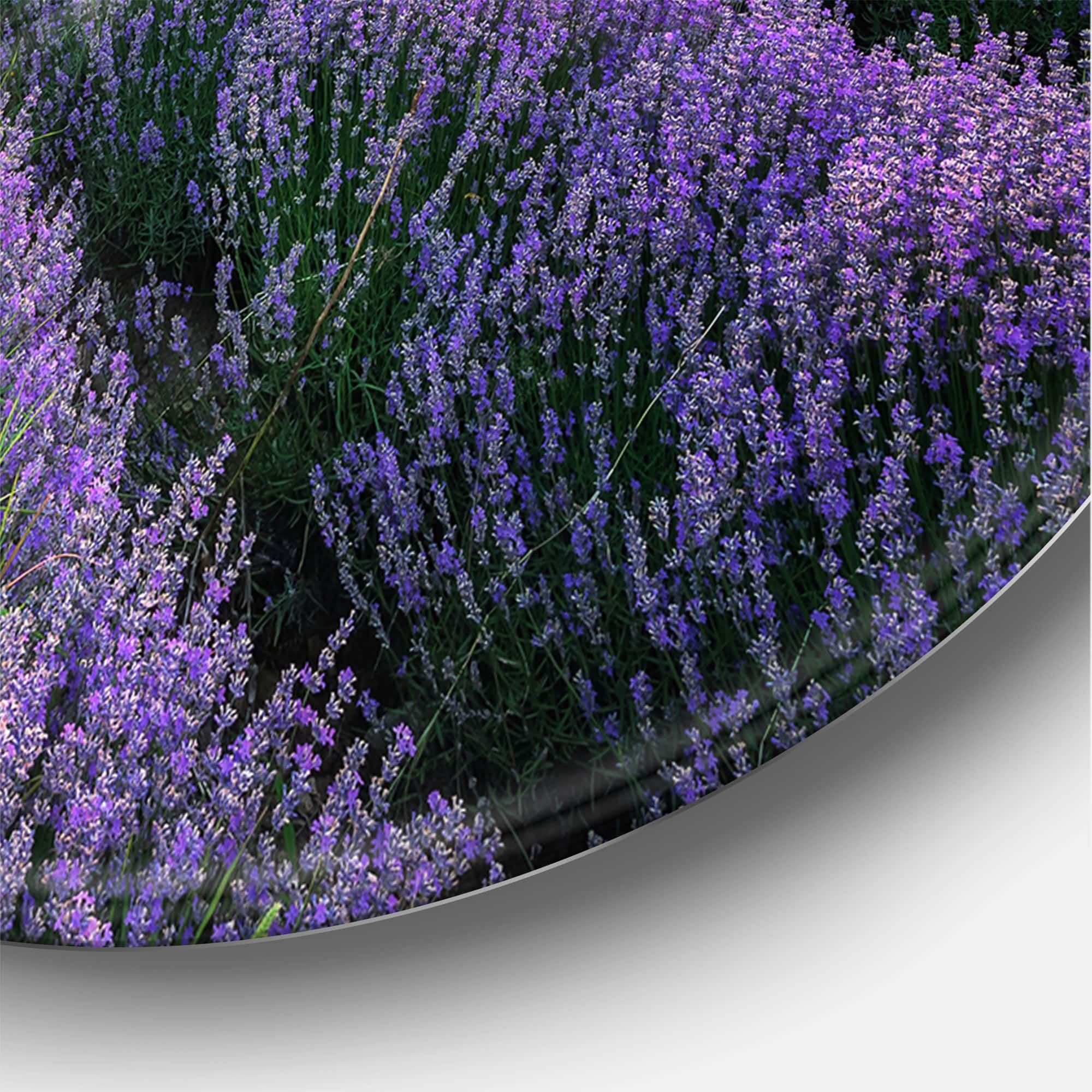 Designart - Sunrise & Dramatic Clouds Over Lavender Field VII