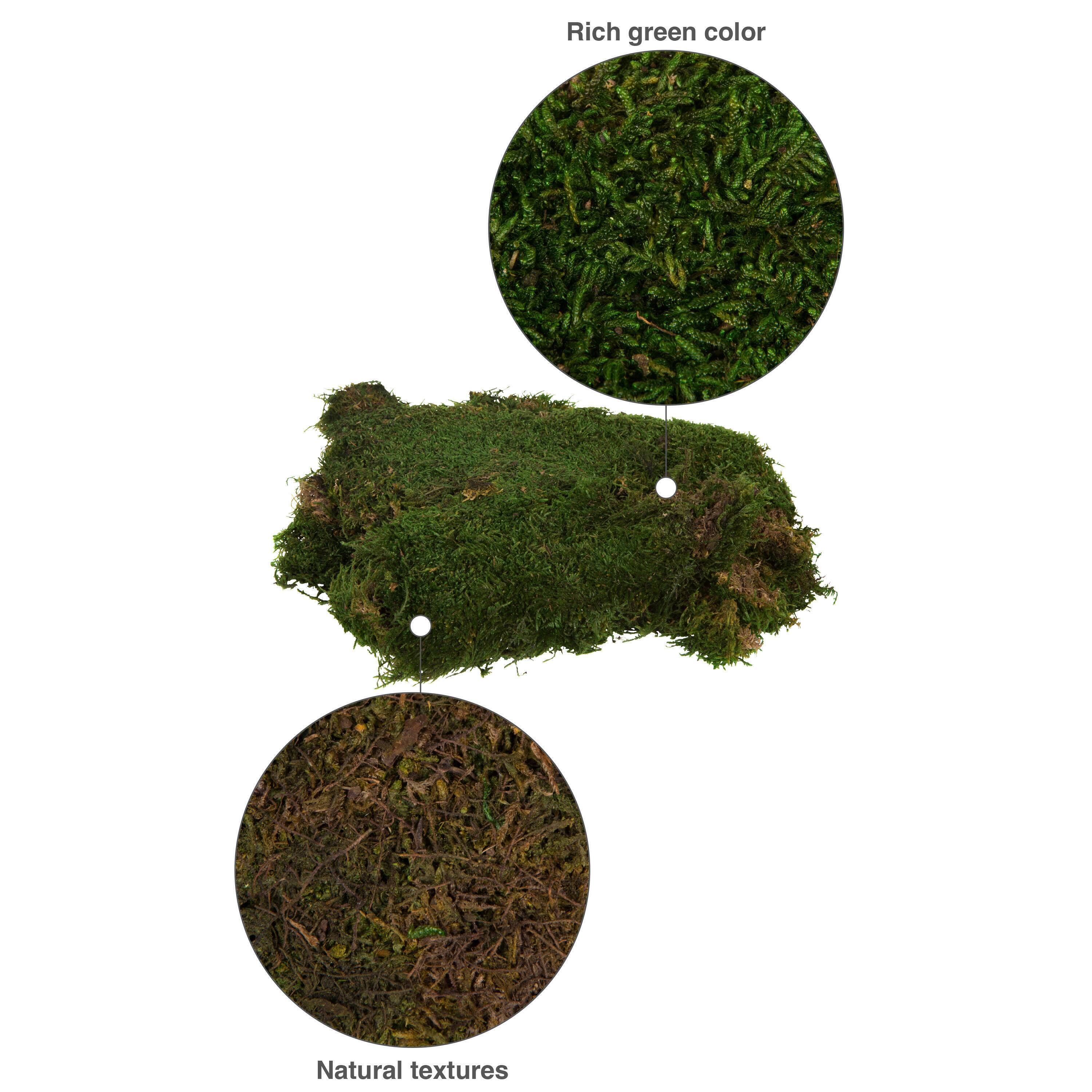 Preserved Green Sheet Moss Bag