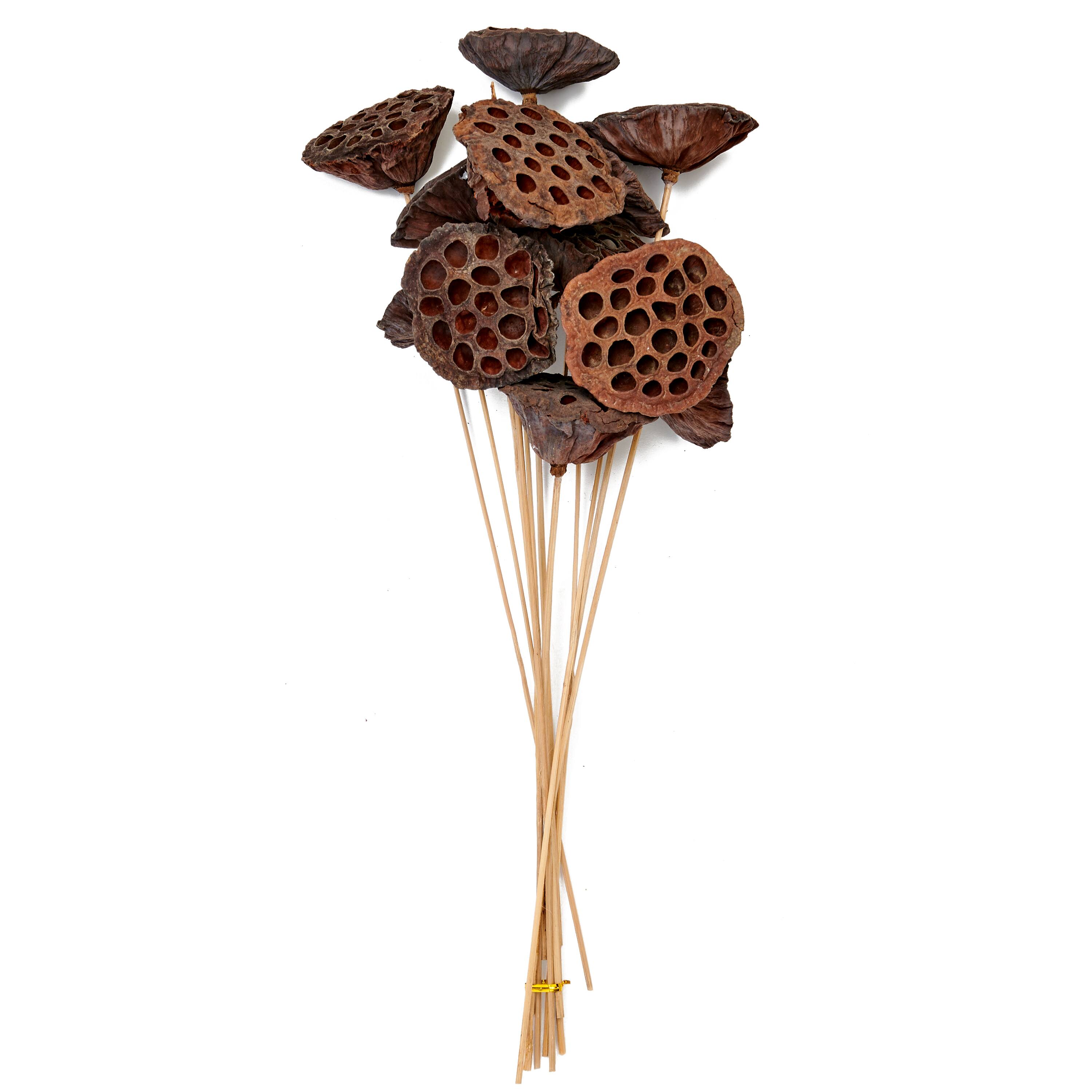 17" Large Natural Botanical Lotus Stem Bunch