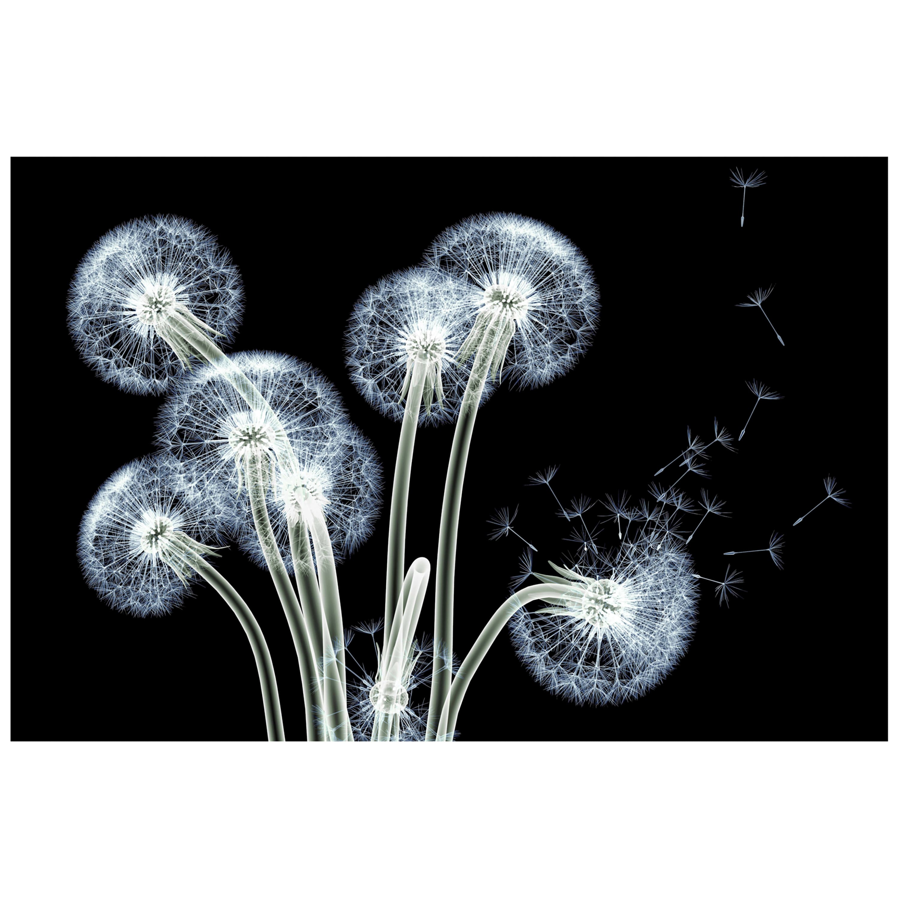 Empire Art Direct 48" x 38" 3D Dancing Dandelions Frameless Free Floating Printed Tempered Glass Wall Art