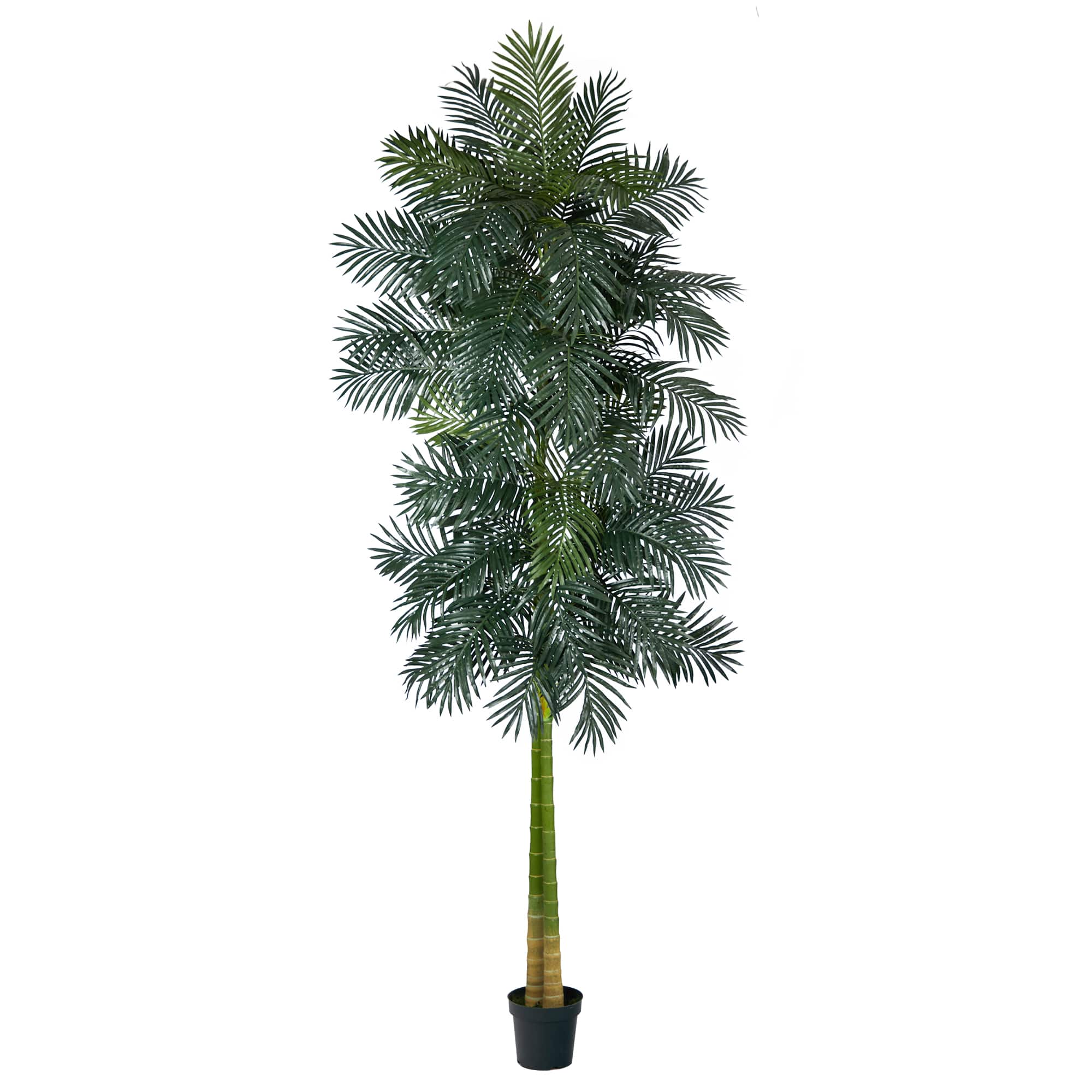 10ft. Potted Double Stalk Golden Cane Palm Tree