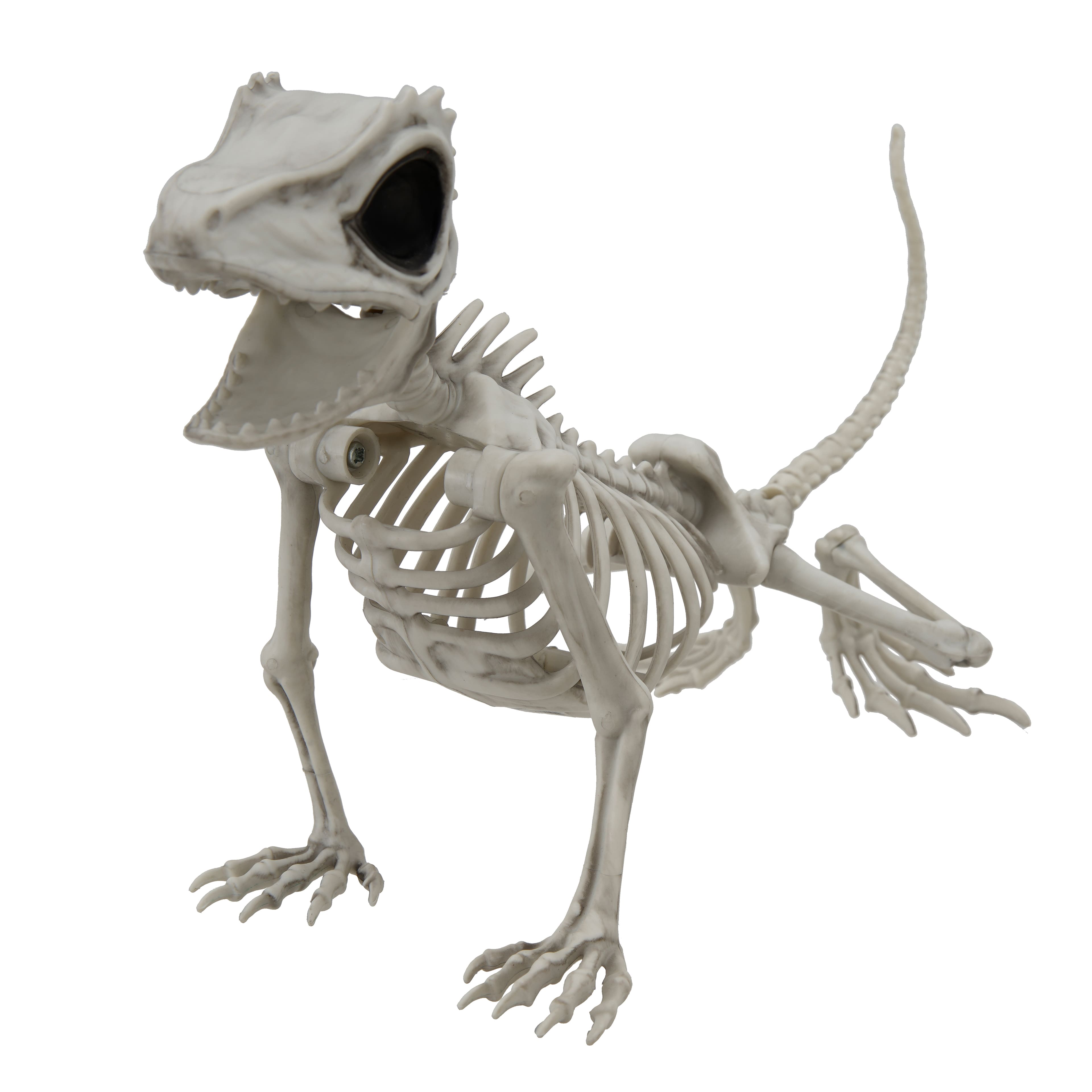 9" Lizard Skeleton by Ashland®