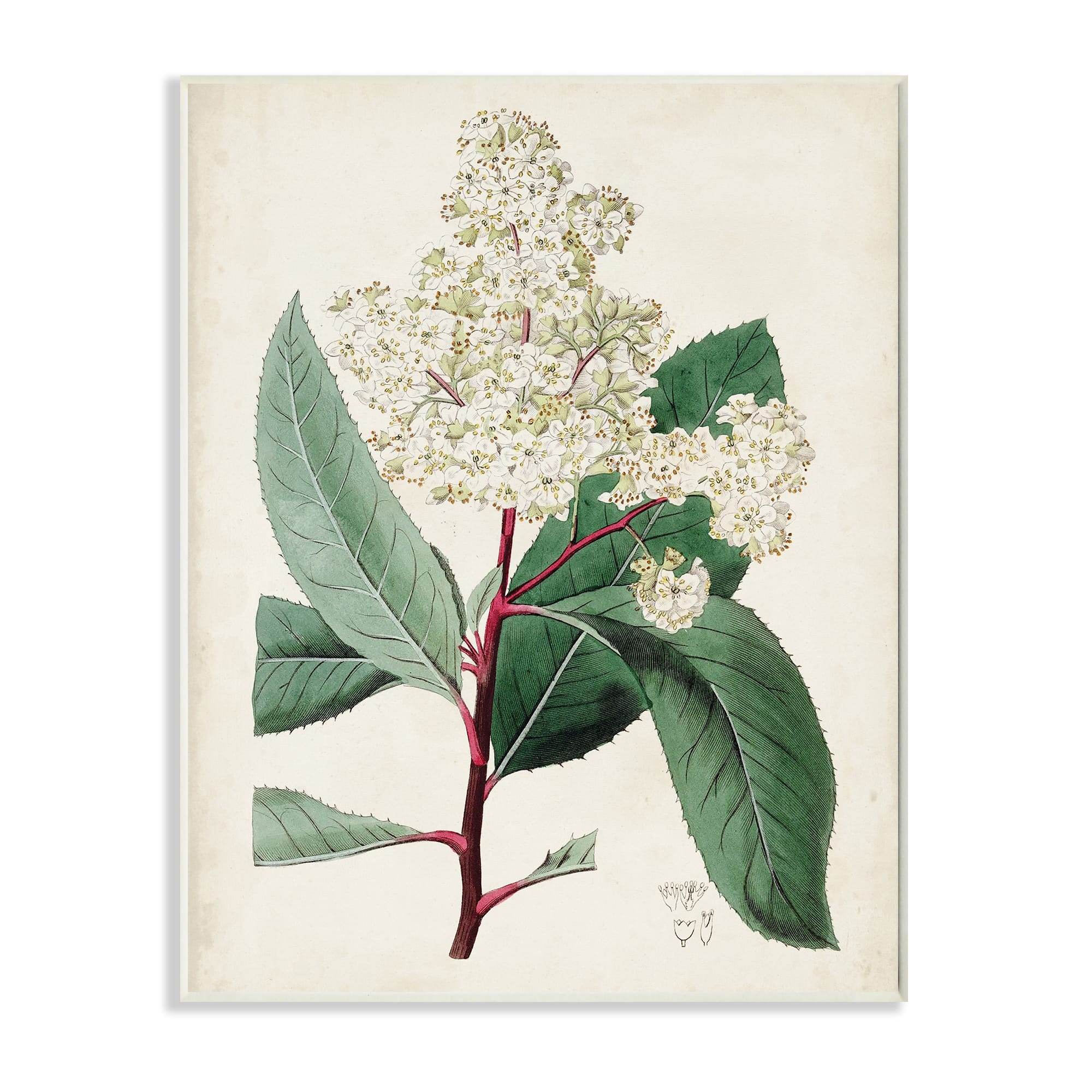 Stupell Industries Vintage Garden Study Red Stem Floral Plant Wall Plaque