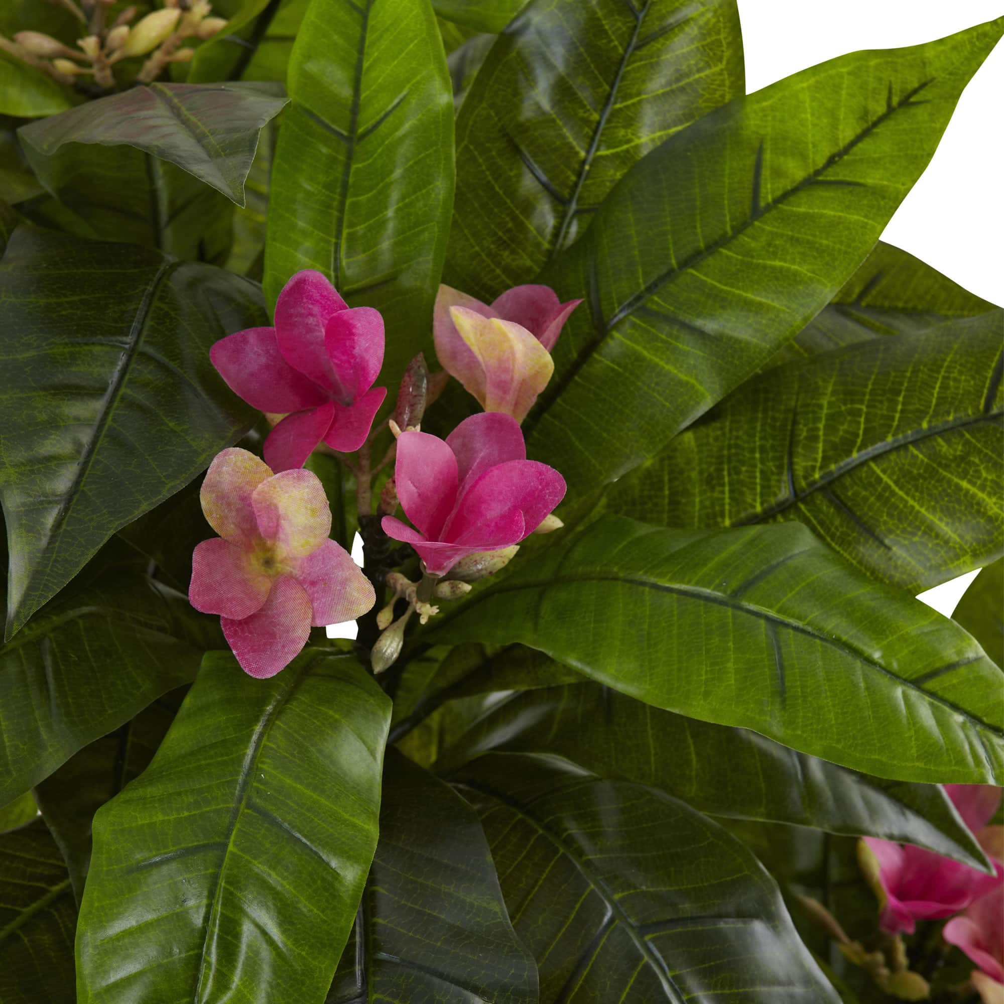 5ft. Potted Plumeria Tree