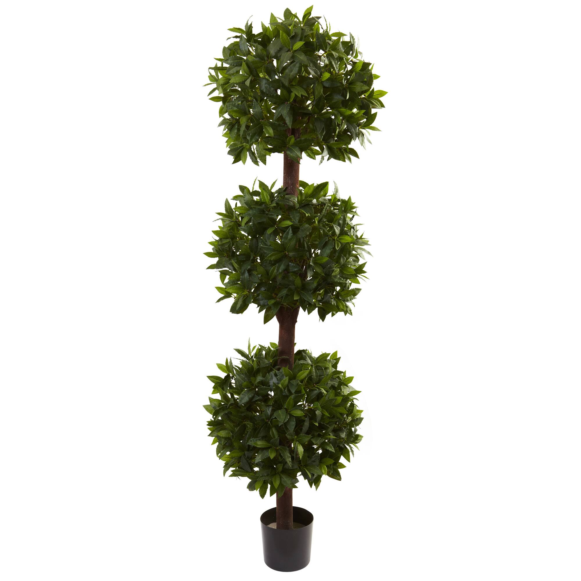 6.5ft. Potted Sweet Bay Triple Ball Topiary Plant