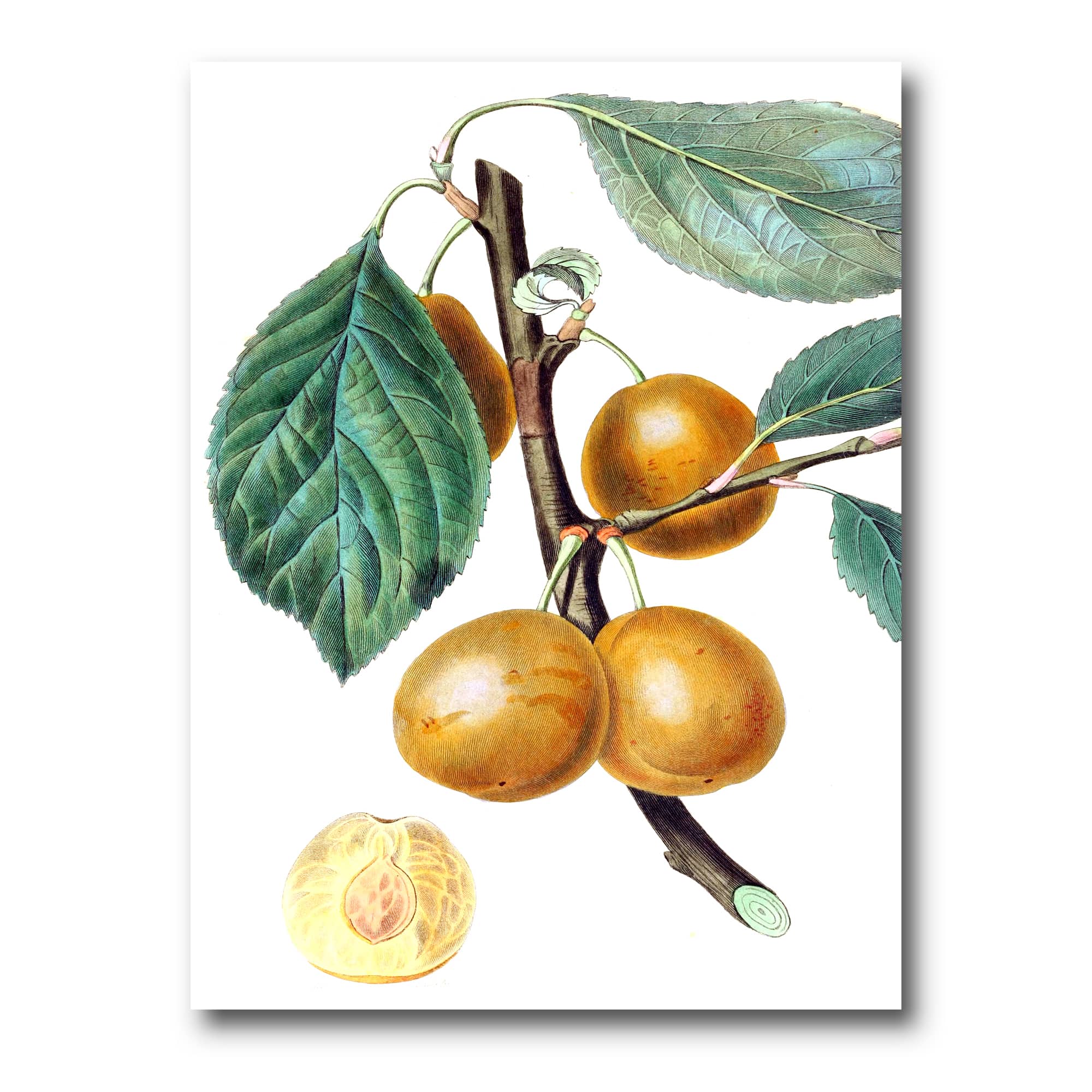Designart - Vintage Fruits II - Farmhouse Canvas Wall Art Print