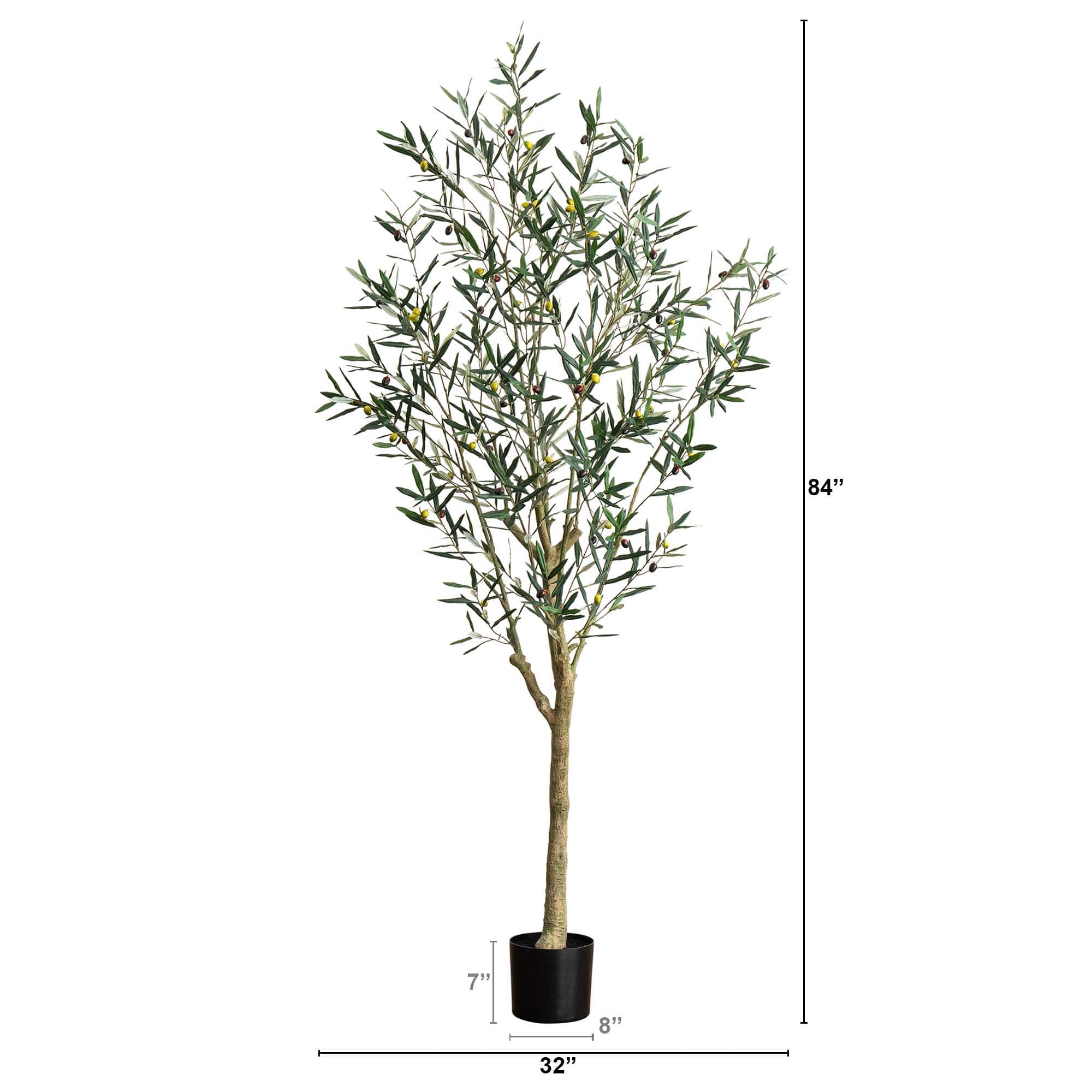 7ft. Potted Greco Olive Tree